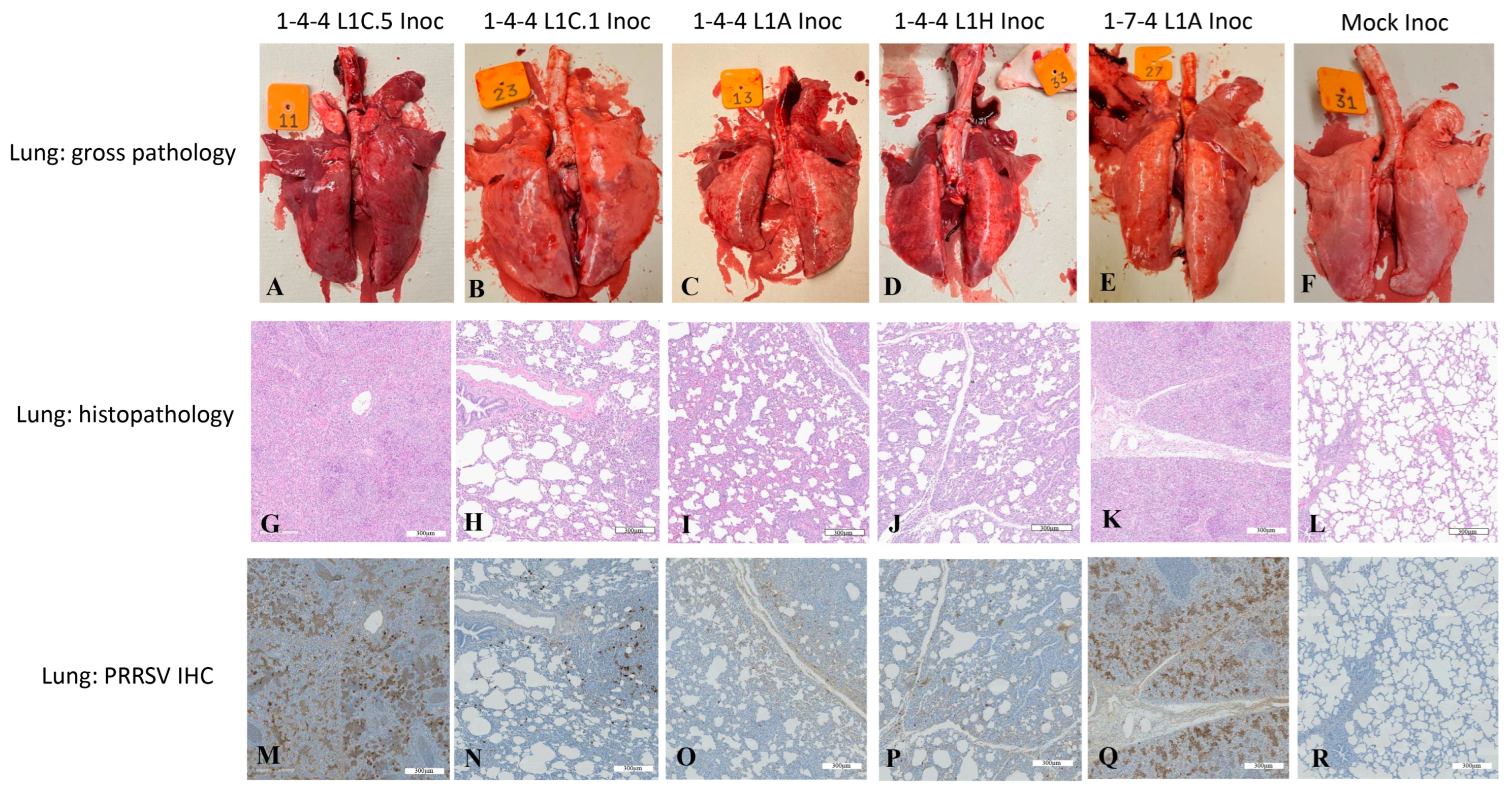 Viruses 15 02233 g006