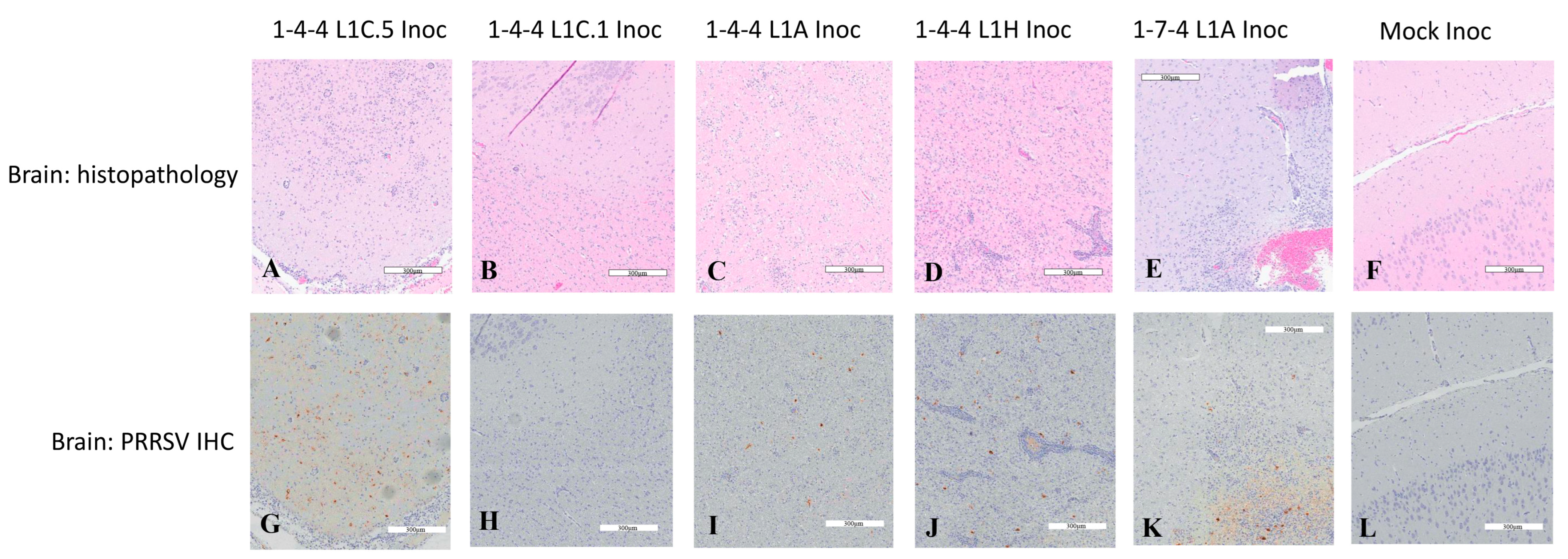 Viruses 15 02233 g008