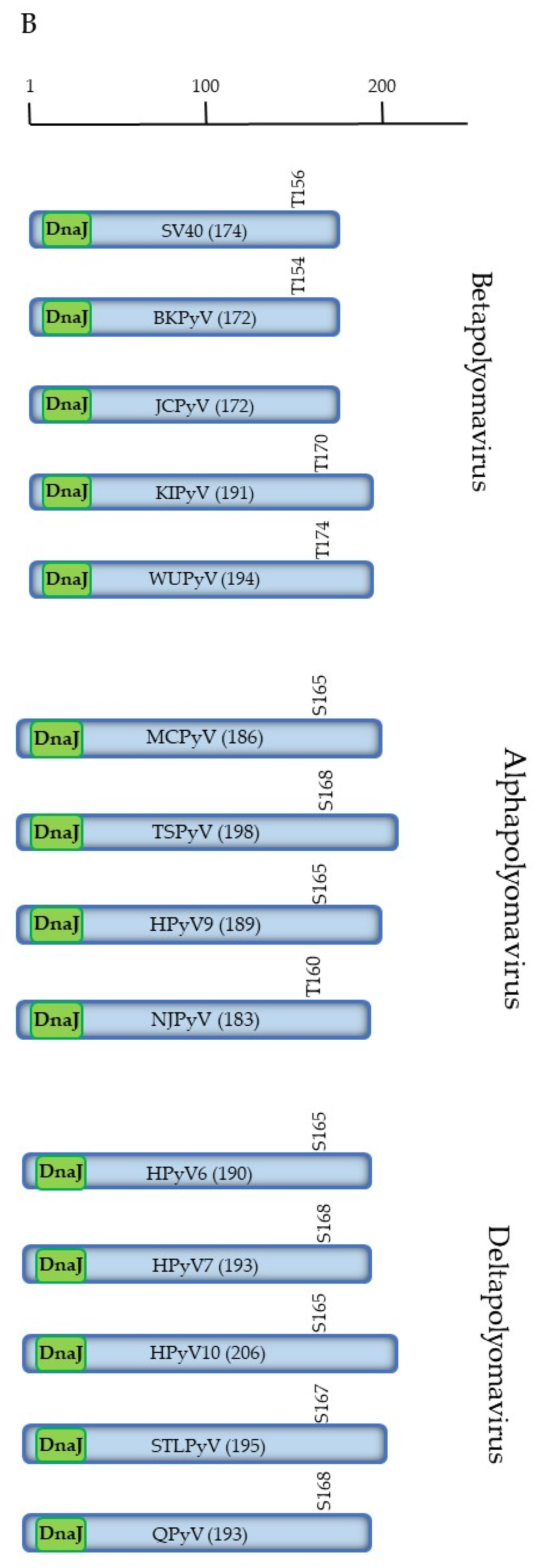 Viruses 15 02235 g001b