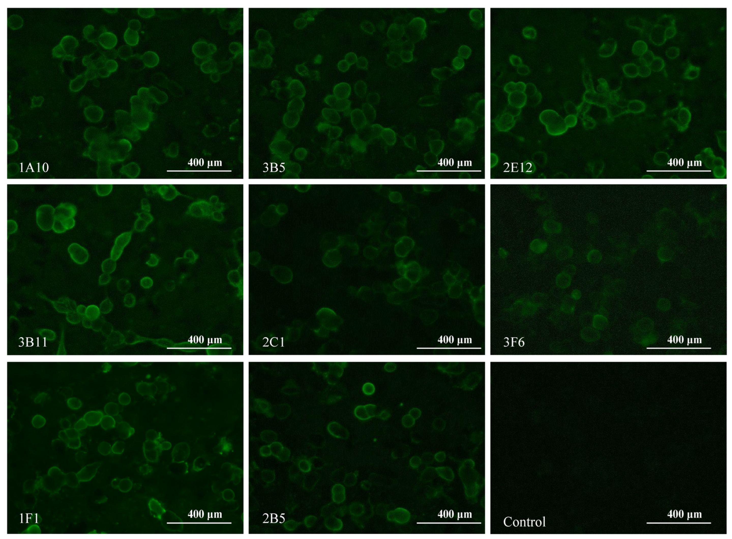 Viruses 15 02249 g003 Viruses 15 02249 g003