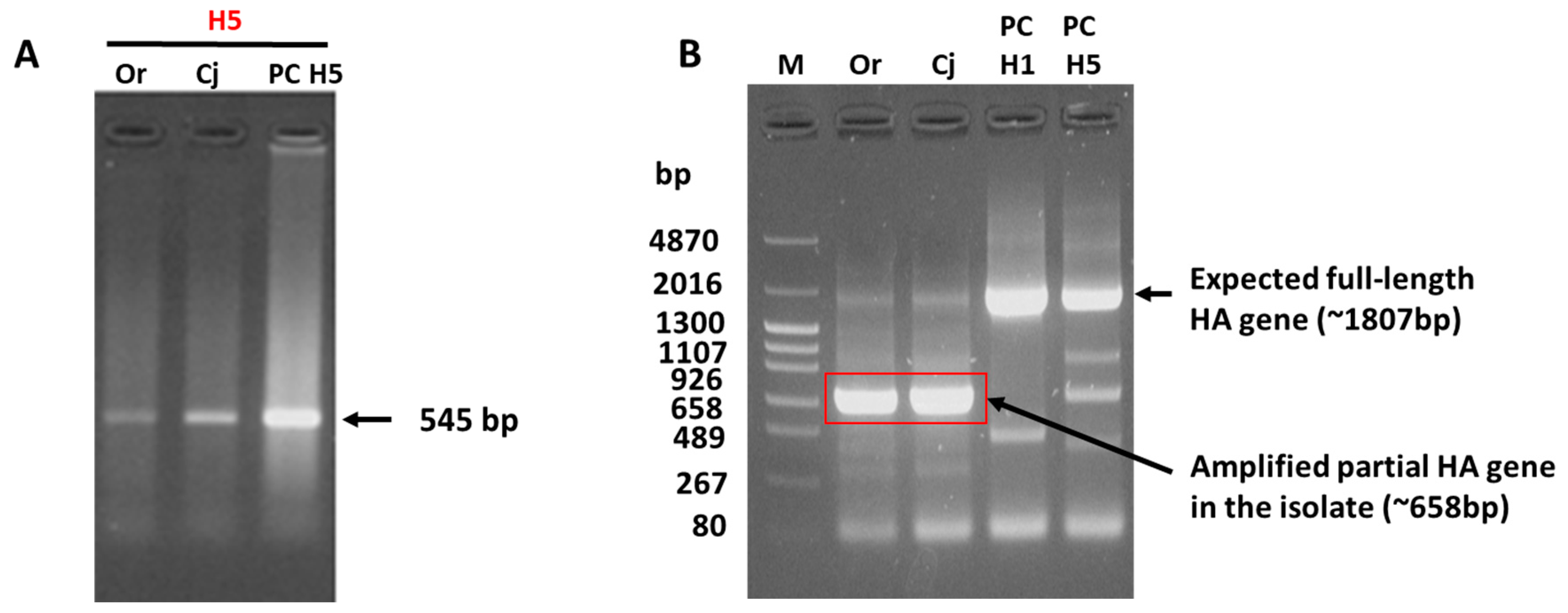Viruses 15 02274 g001