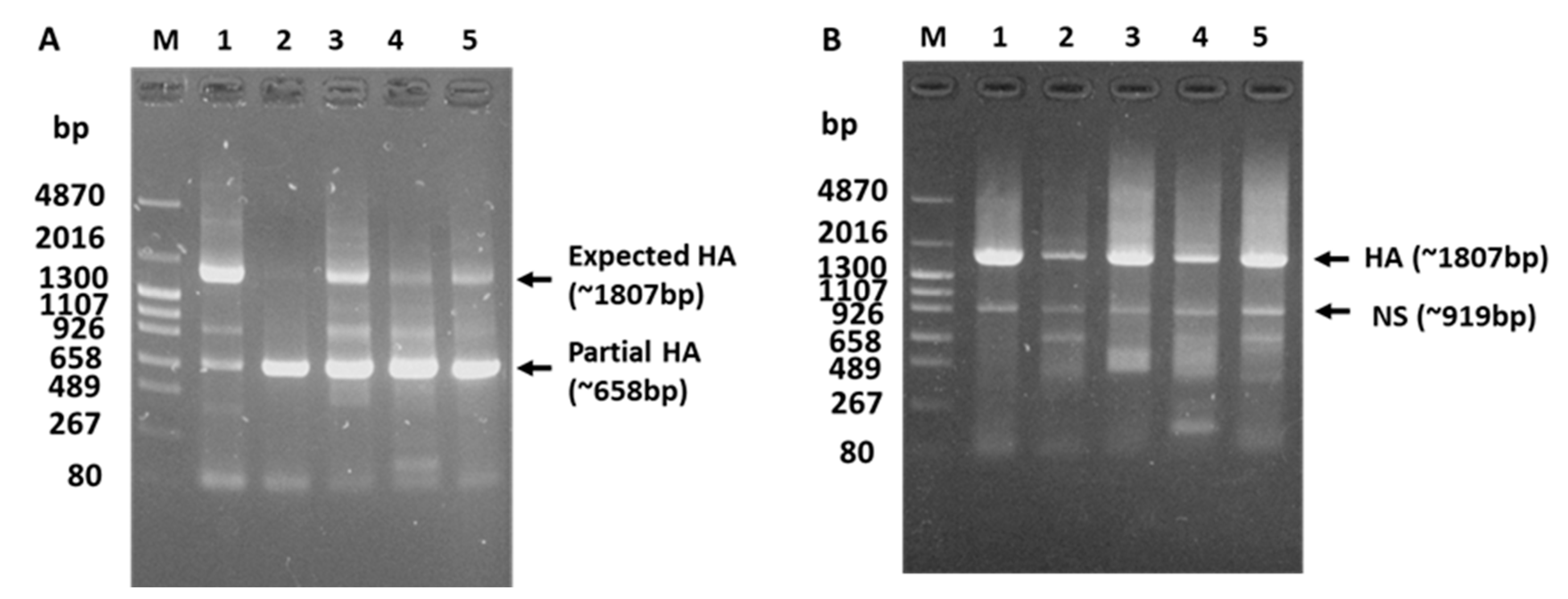 Viruses 15 02274 g004