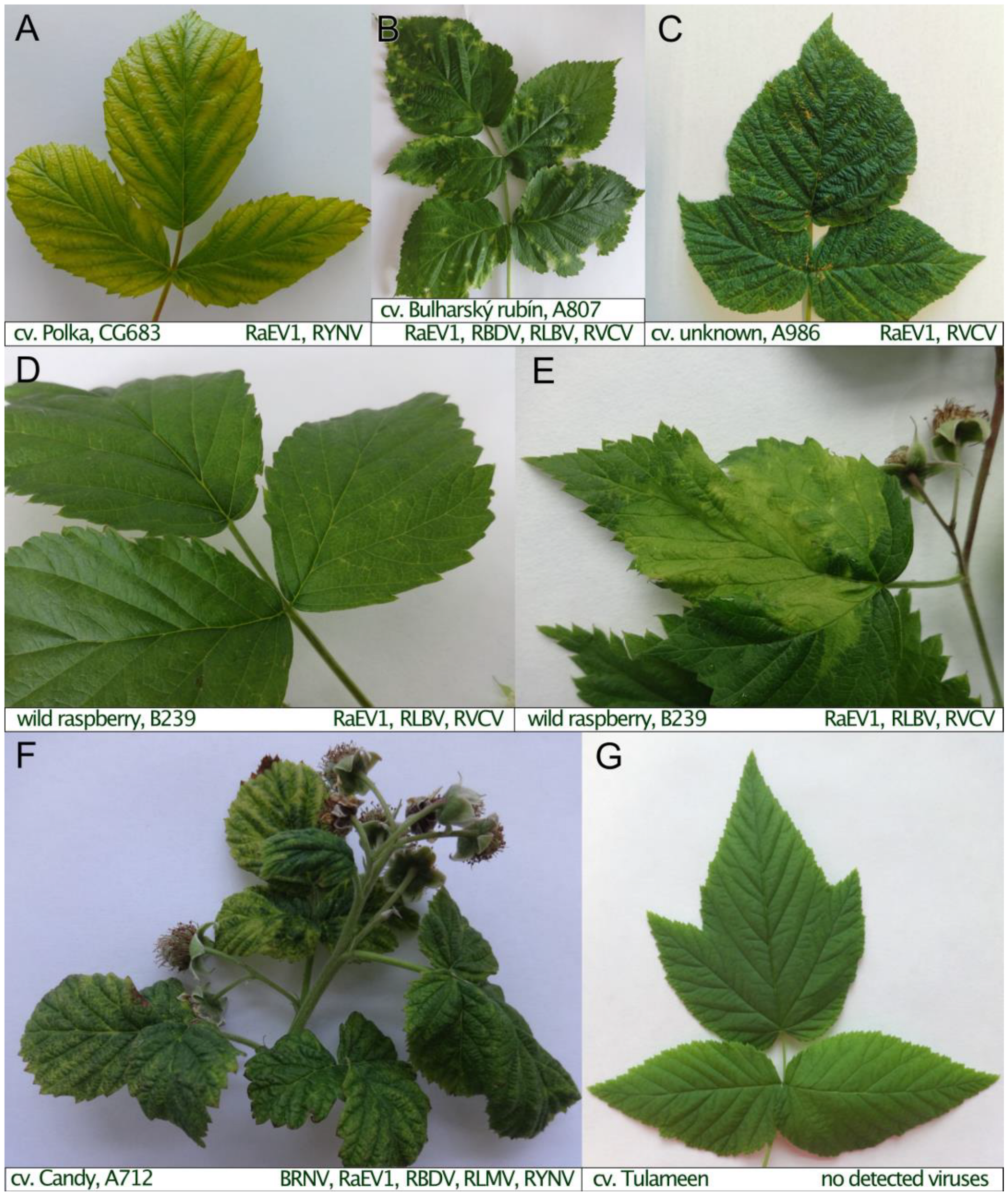 Viruses 15 02281 g008