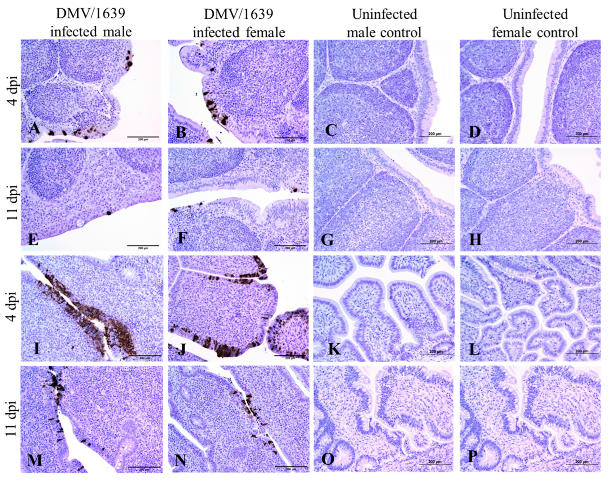 Viruses 15 02285 g005
