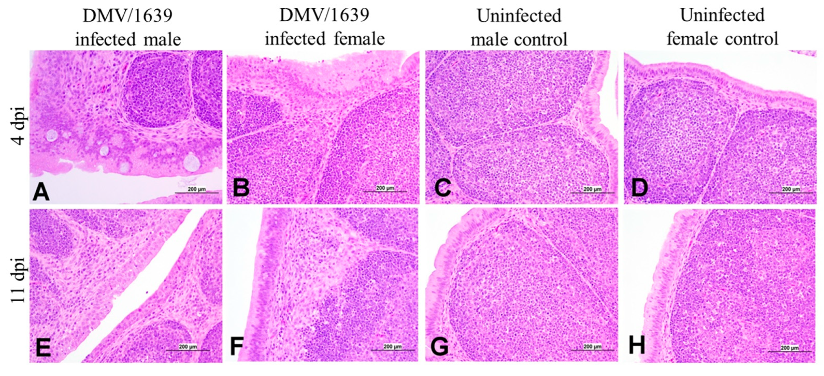 Viruses 15 02285 g011