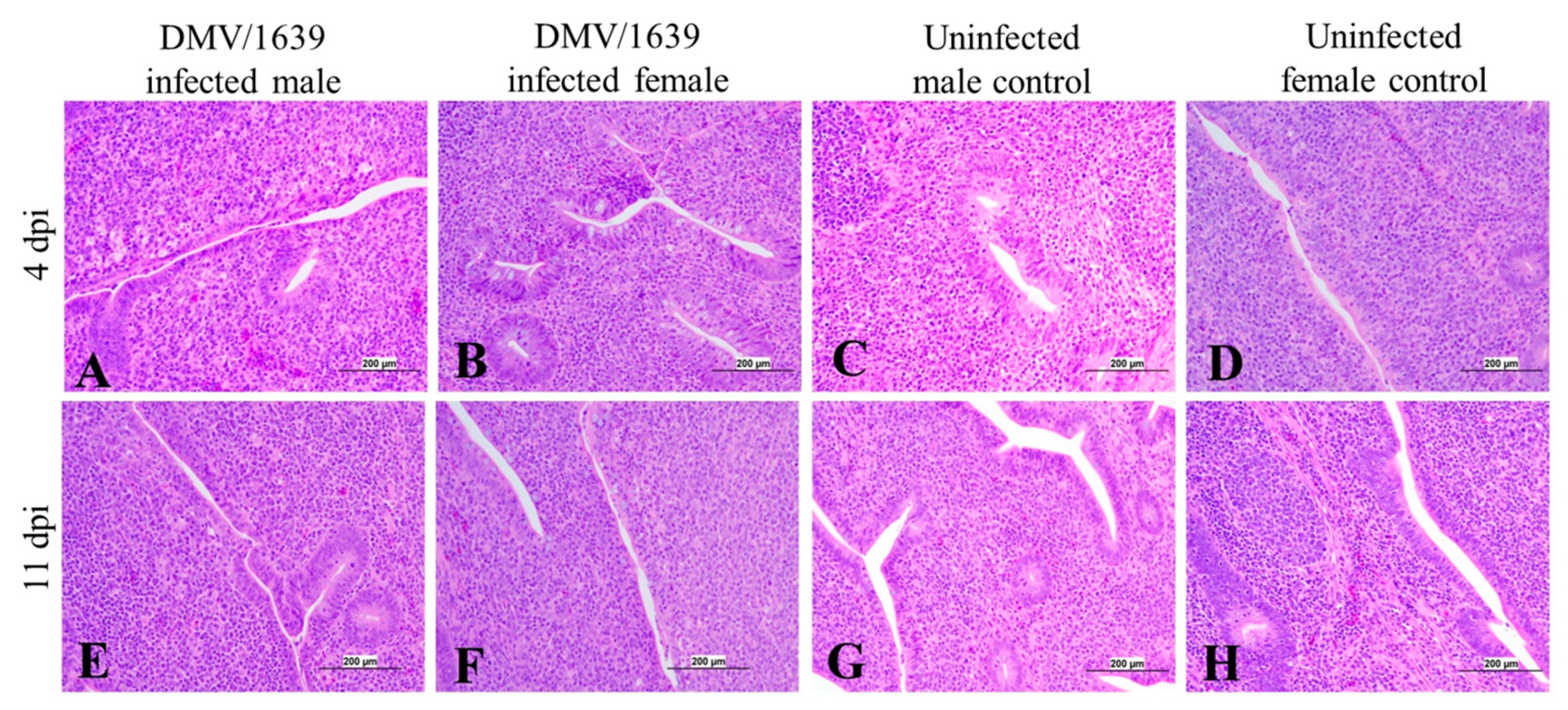 Viruses 15 02285 g012