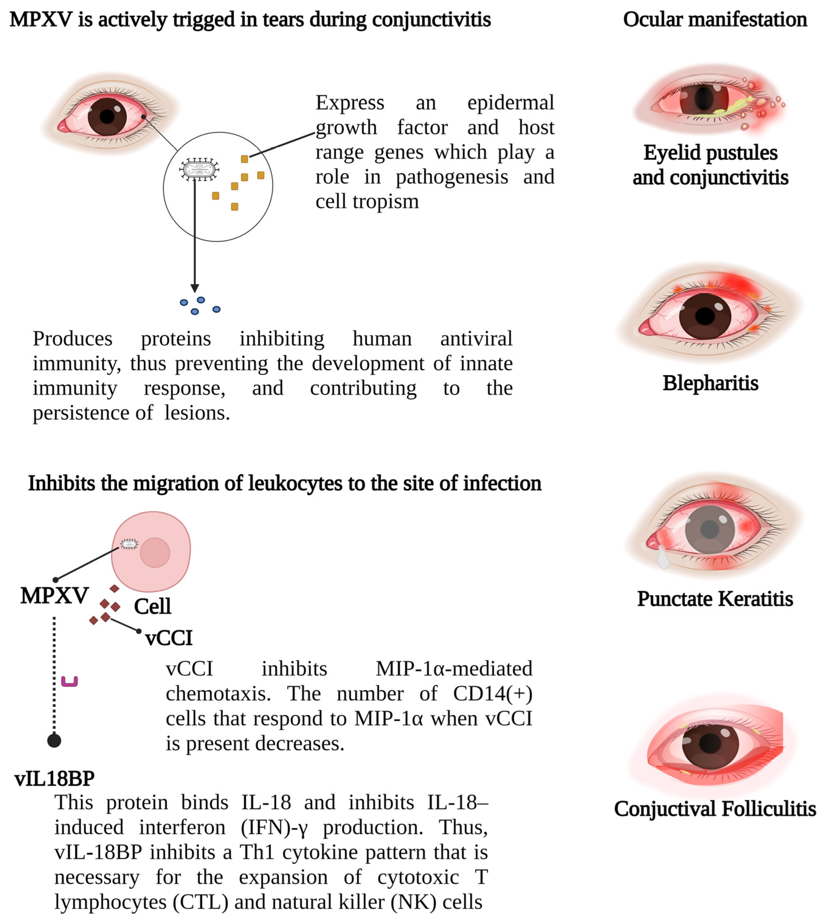 Viruses 15 02301 g004 Viruses 15 02301 g004