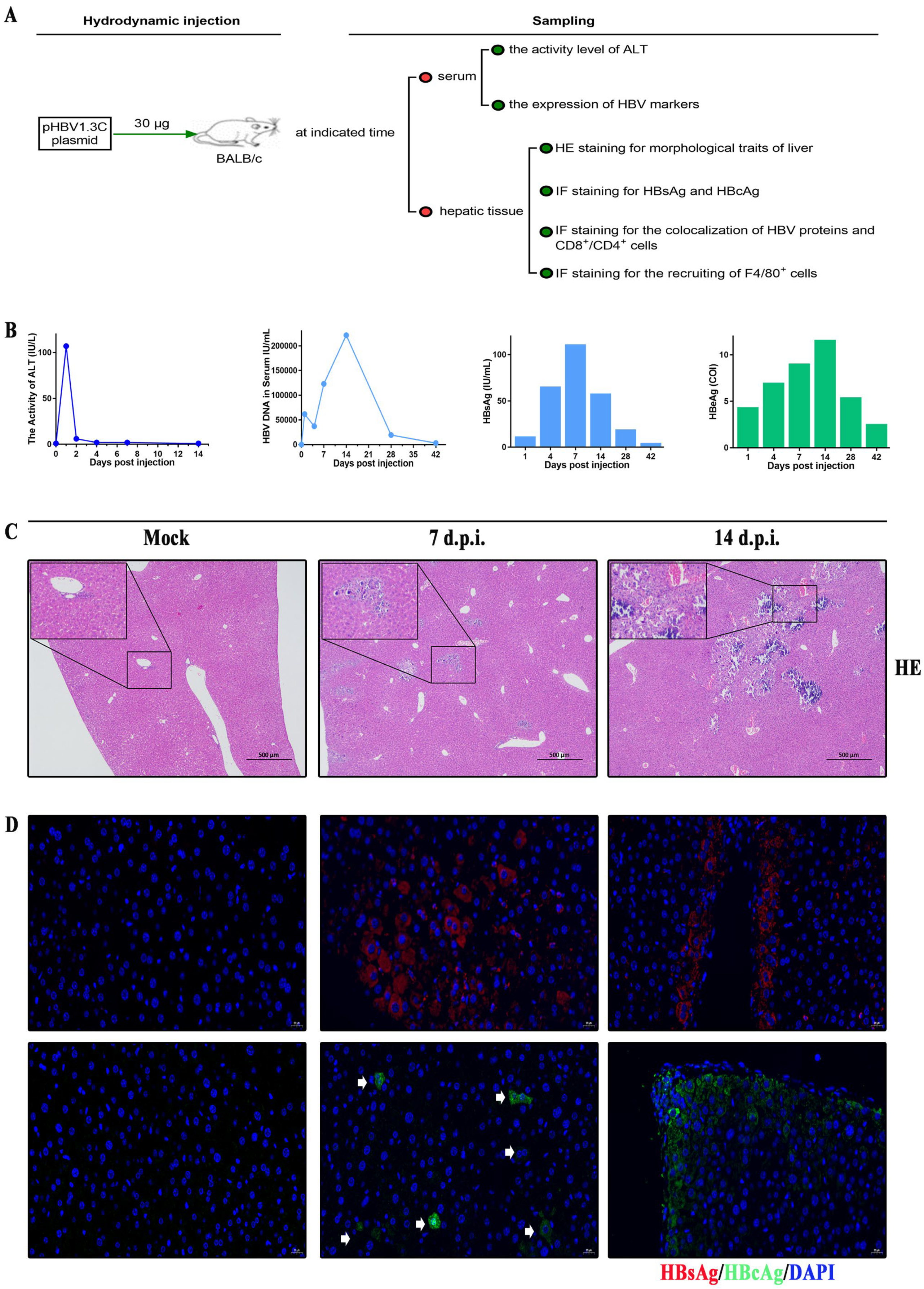 Viruses 15 02302 g003