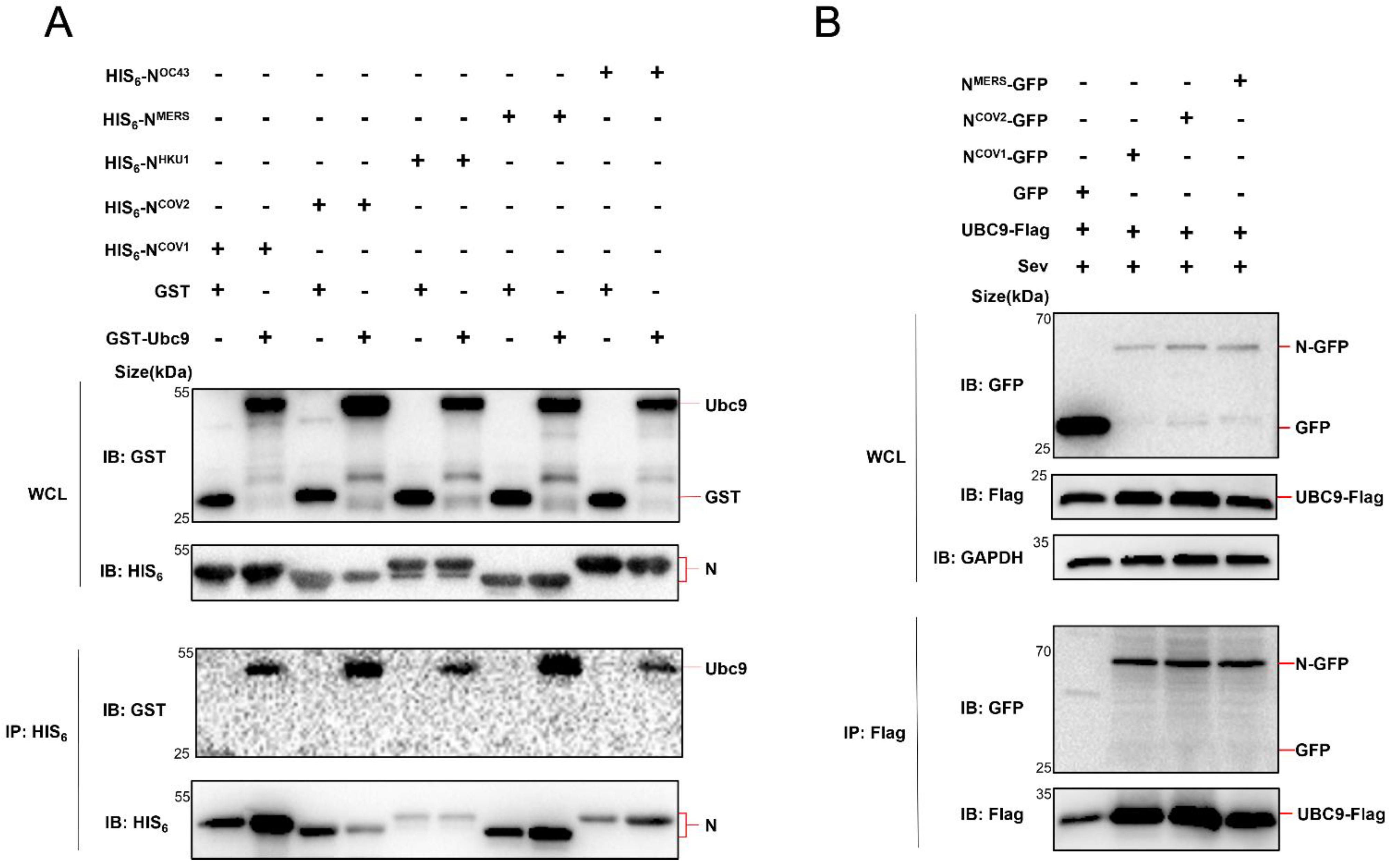 Viruses 15 02304 g002