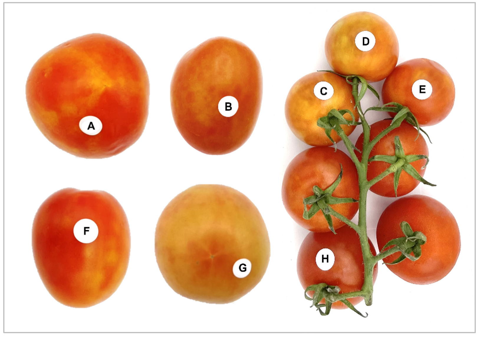 Viruses 15 02305 g001