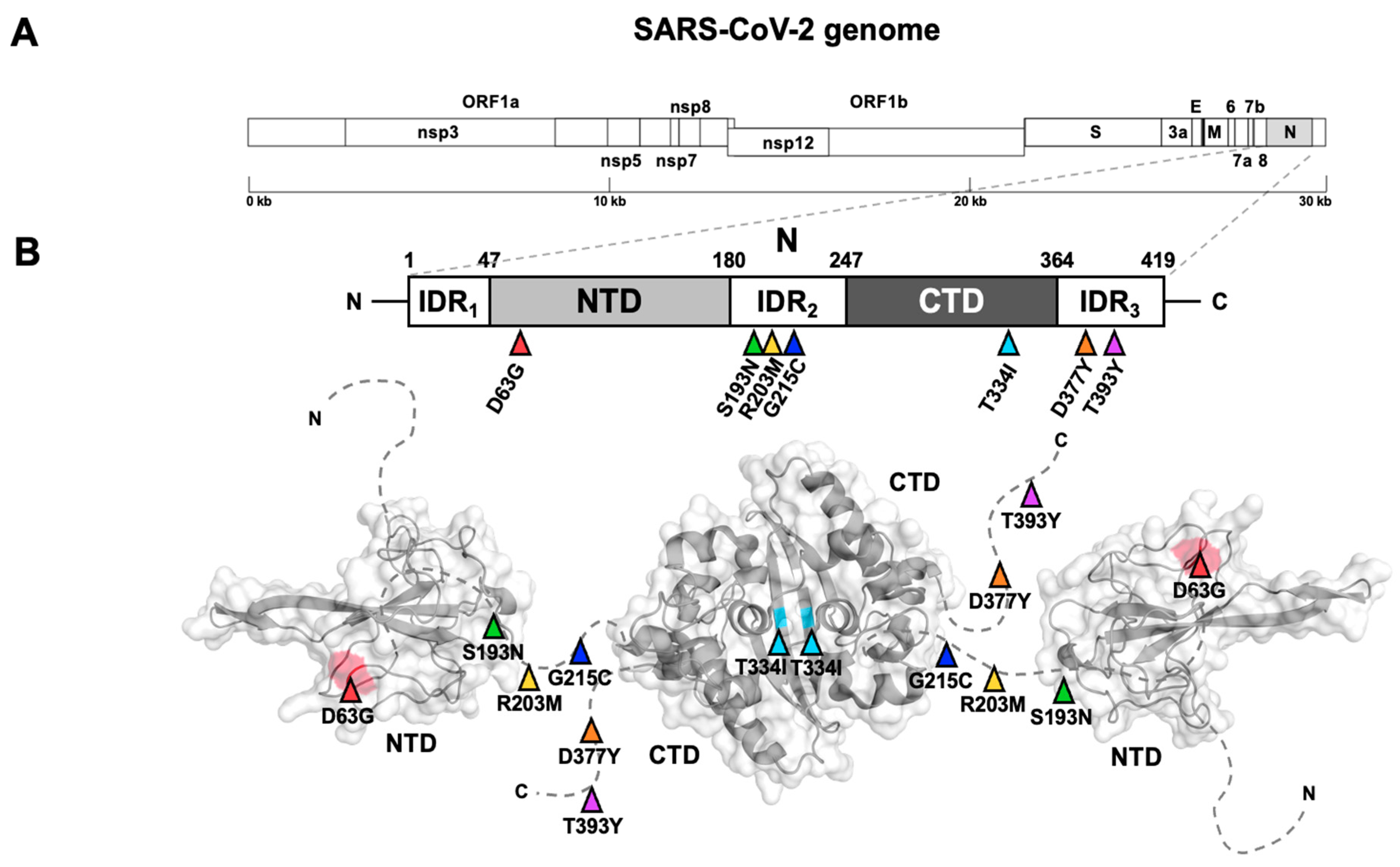 Viruses | Free Full-Text | COVID-19 Genomic Surveillance in Bangui (Central  African Republic) Reveals a Landscape of Circulating Variants Linked to  Validated Antiviral Targets of SARS-CoV-2 Proteome