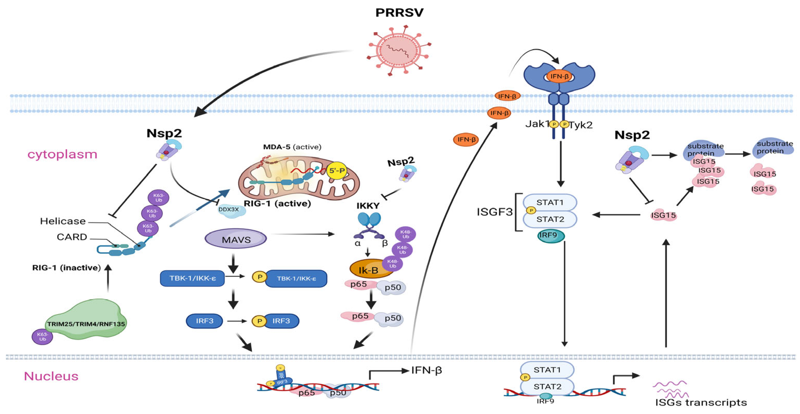 Viruses 15 02310 g002