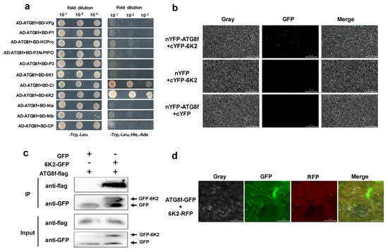 ATG8f Interacts with Chilli Veinal Mottle Virus 6K2 Protein to