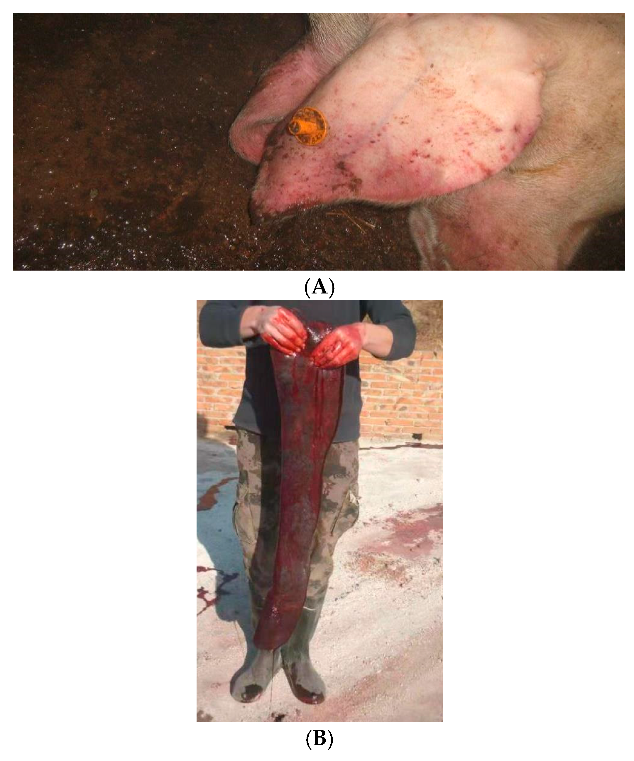 Viruses 15 02325 g002