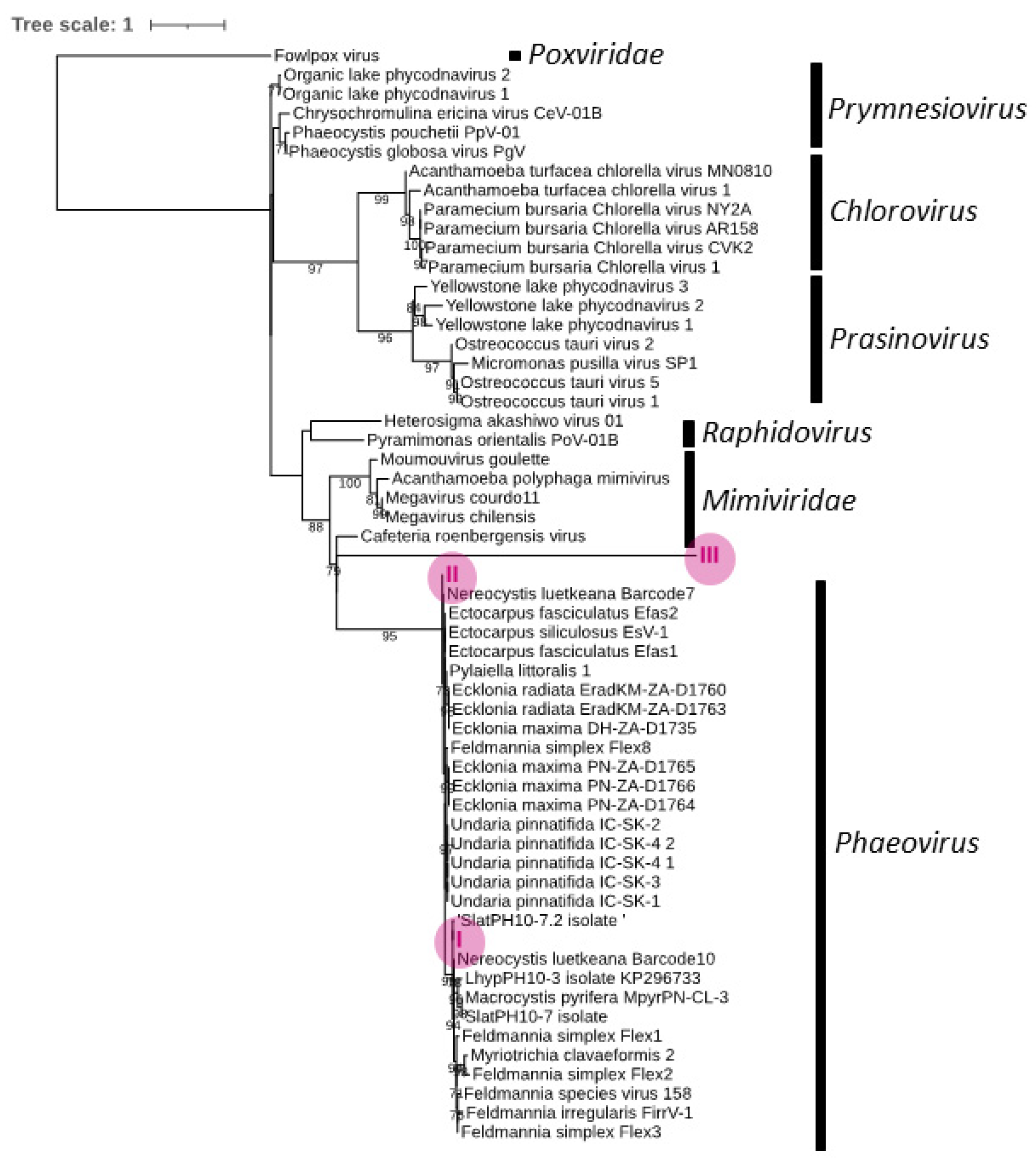 Viruses 15 02331 g004 Viruses 15 02331 g004