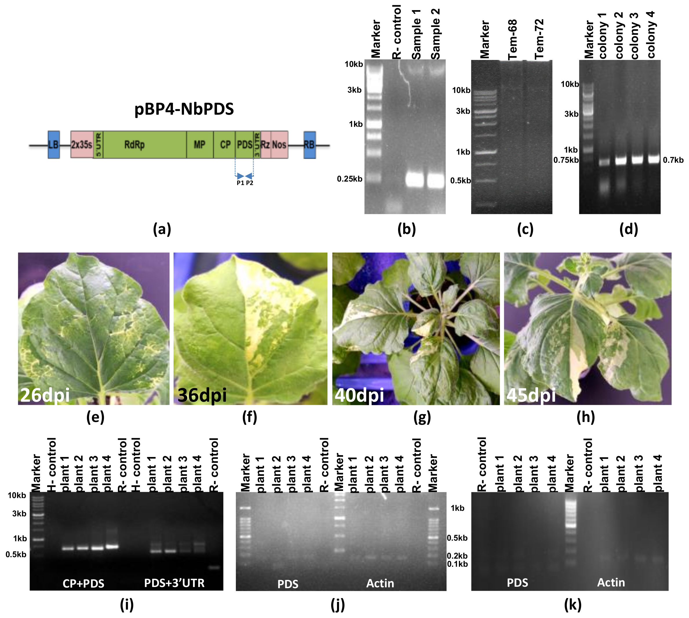 Viruses 15 02332 g002