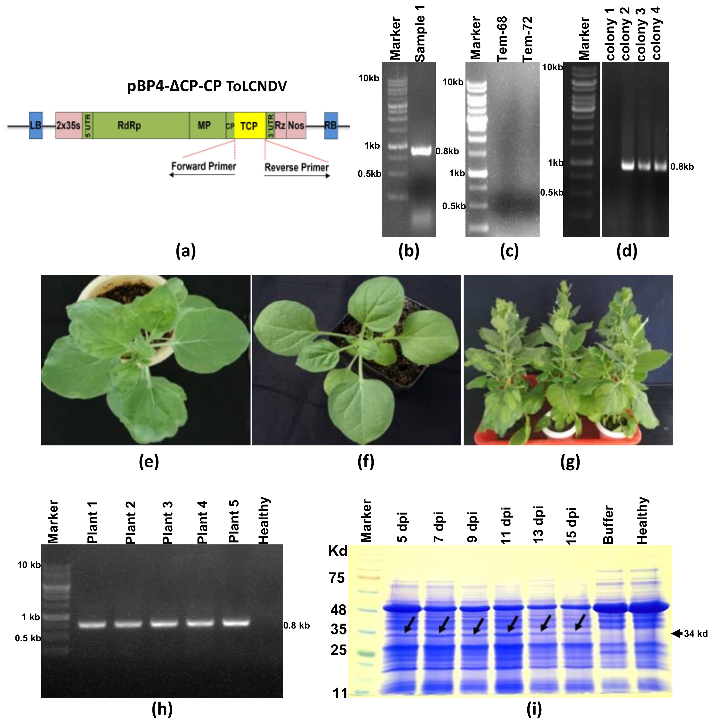Viruses 15 02332 g003