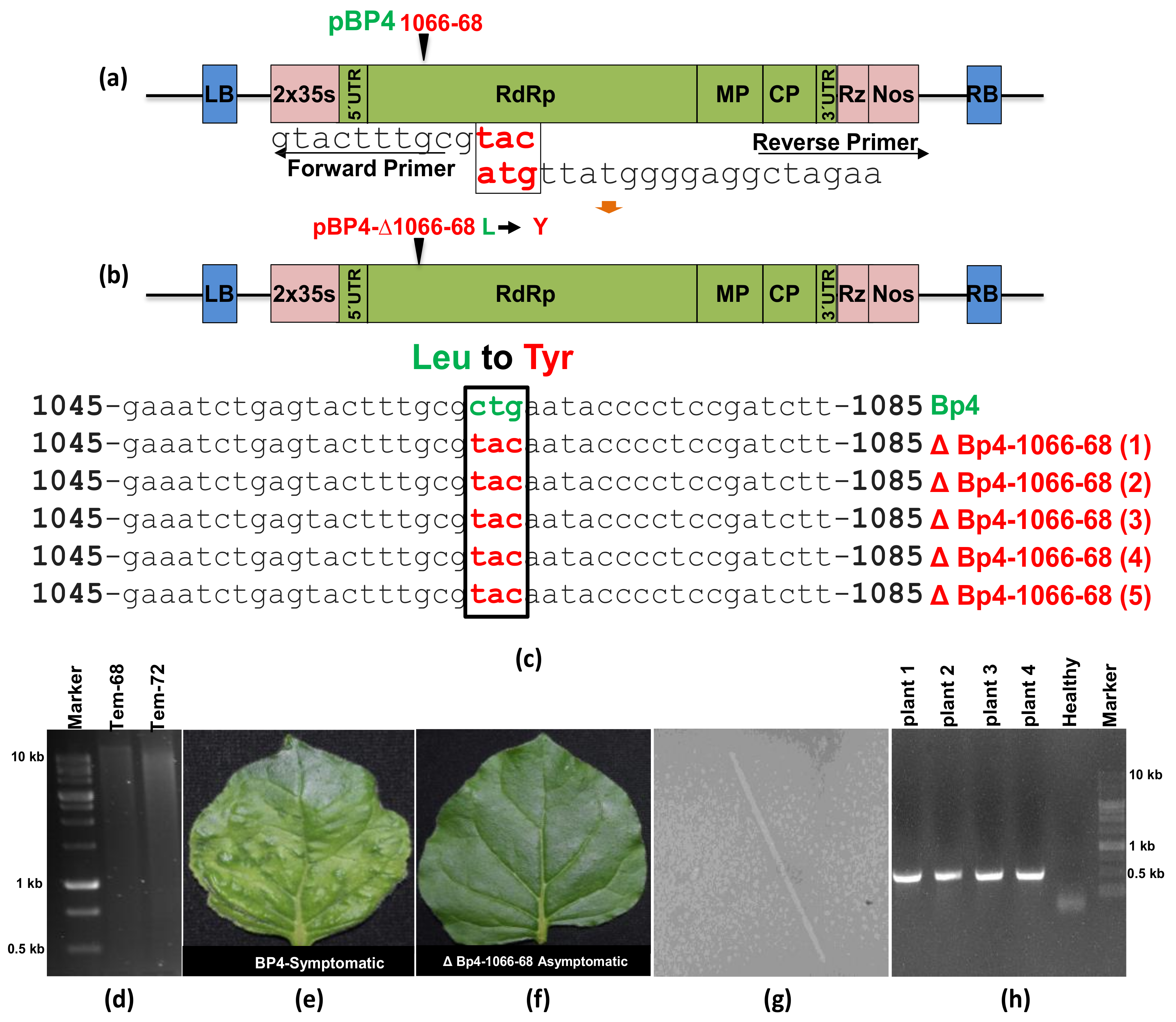 Viruses 15 02332 g005