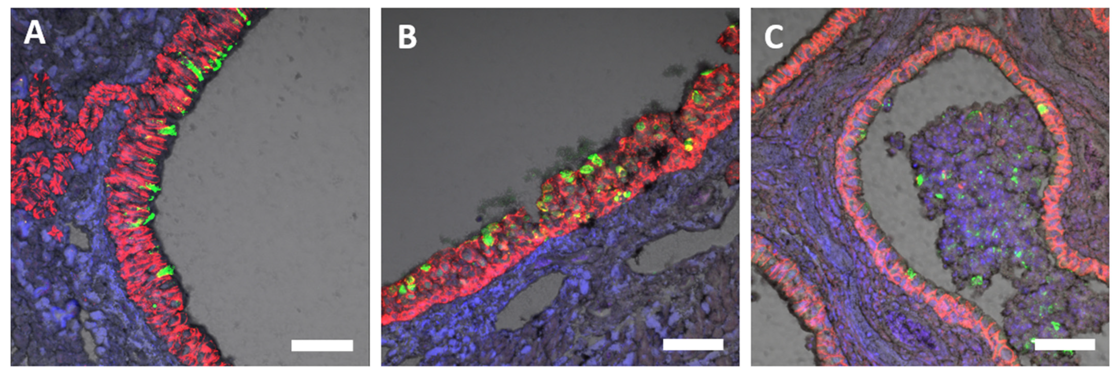 Viruses 15 02341 g006