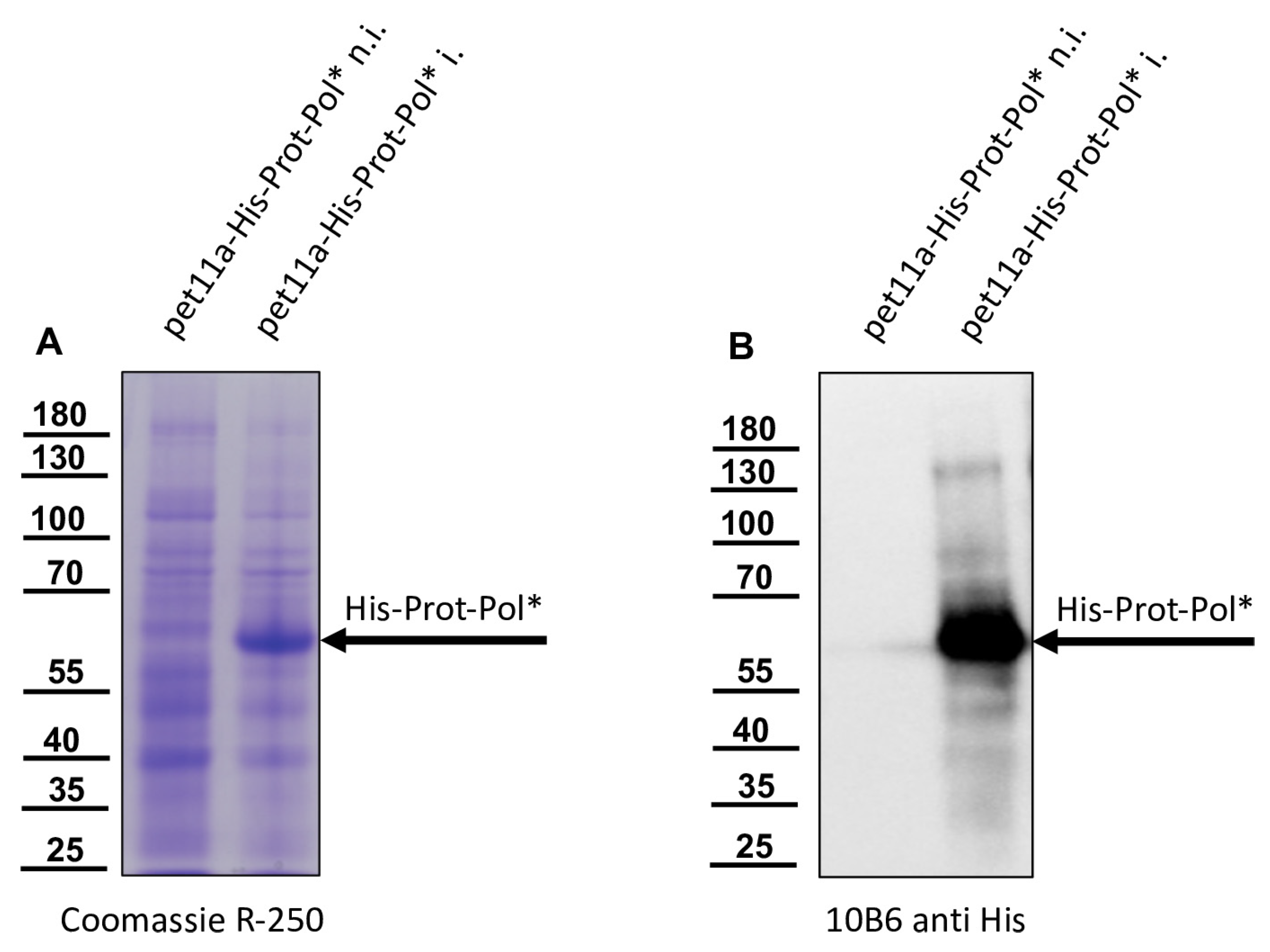 Viruses 15 02344 g002
