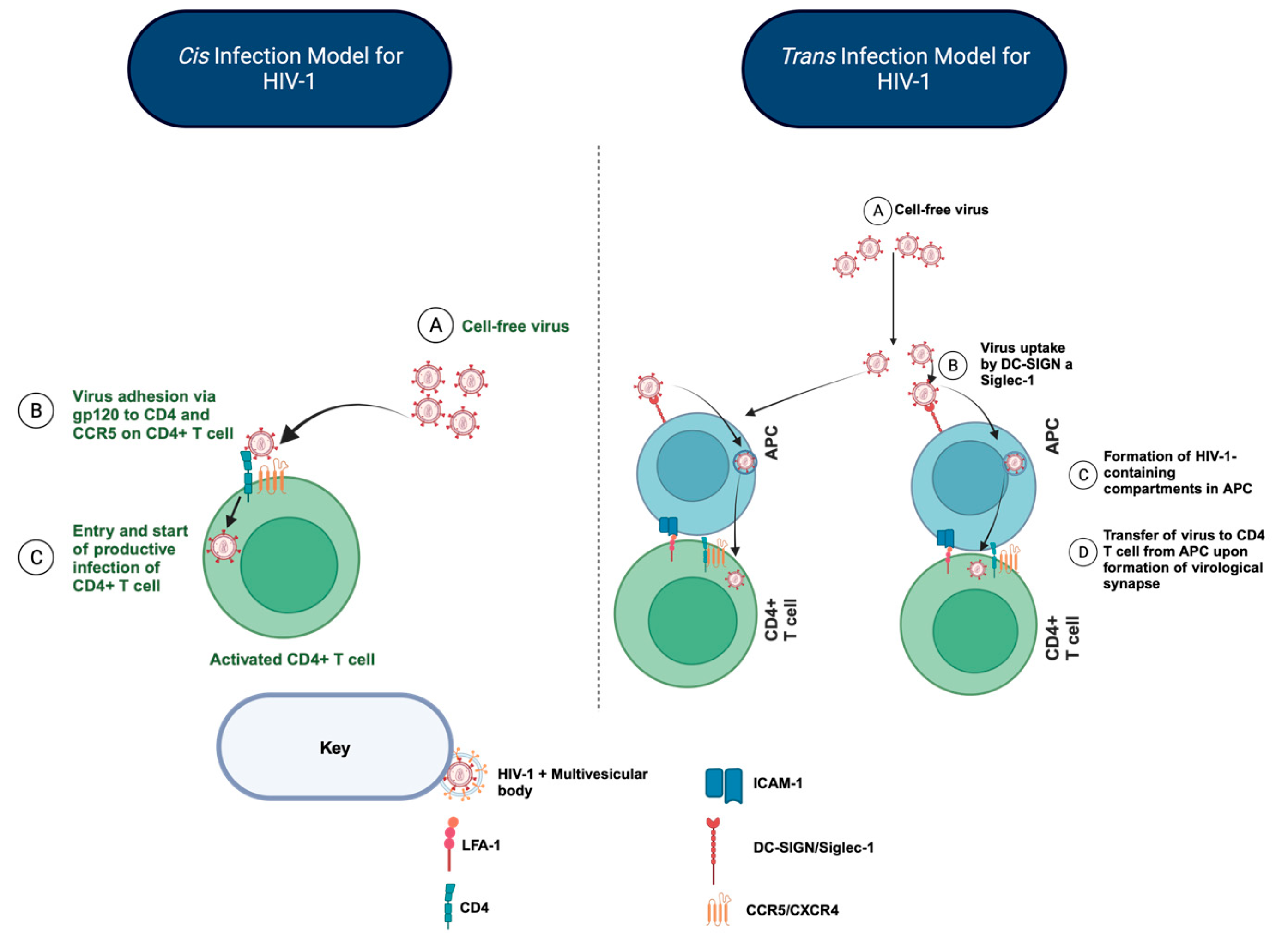 Viruses | free full-text | cholesterol metabolism in antigen-presenting