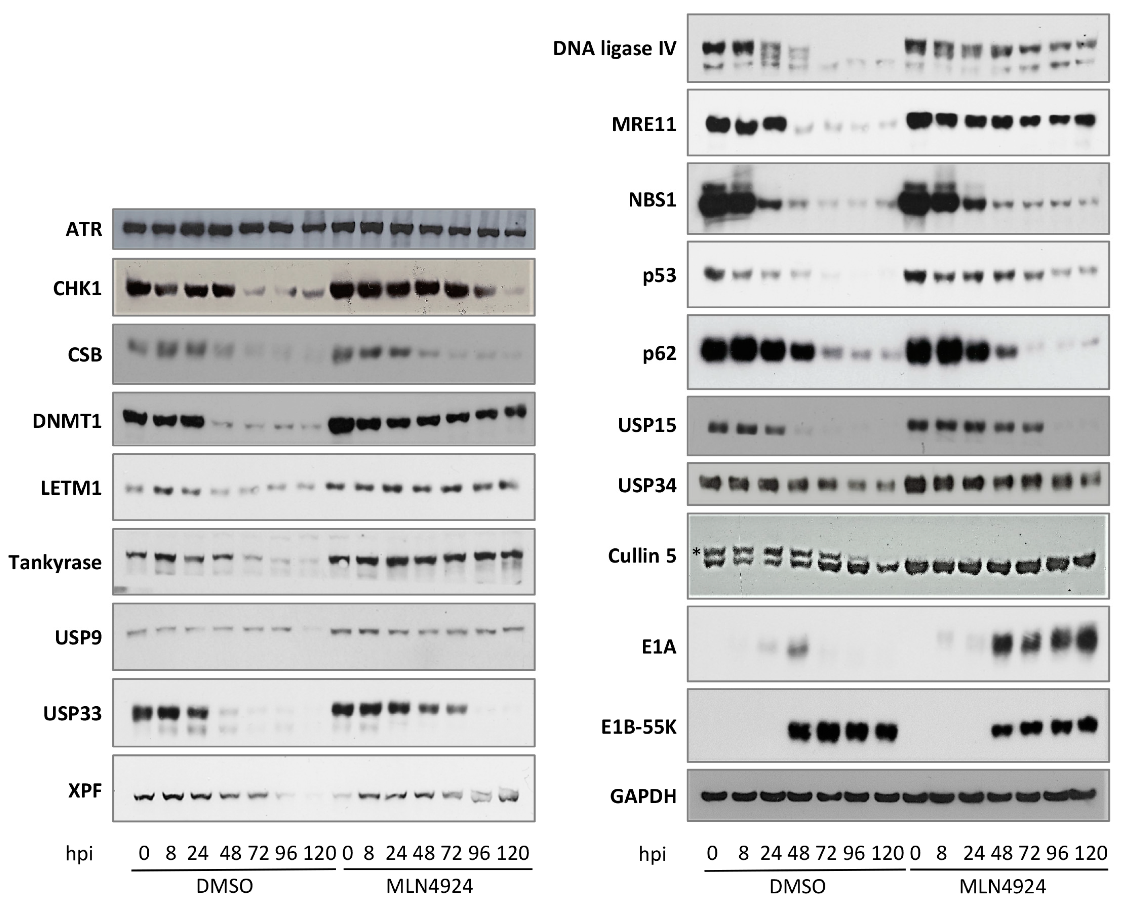 Viruses 15 02356 g003