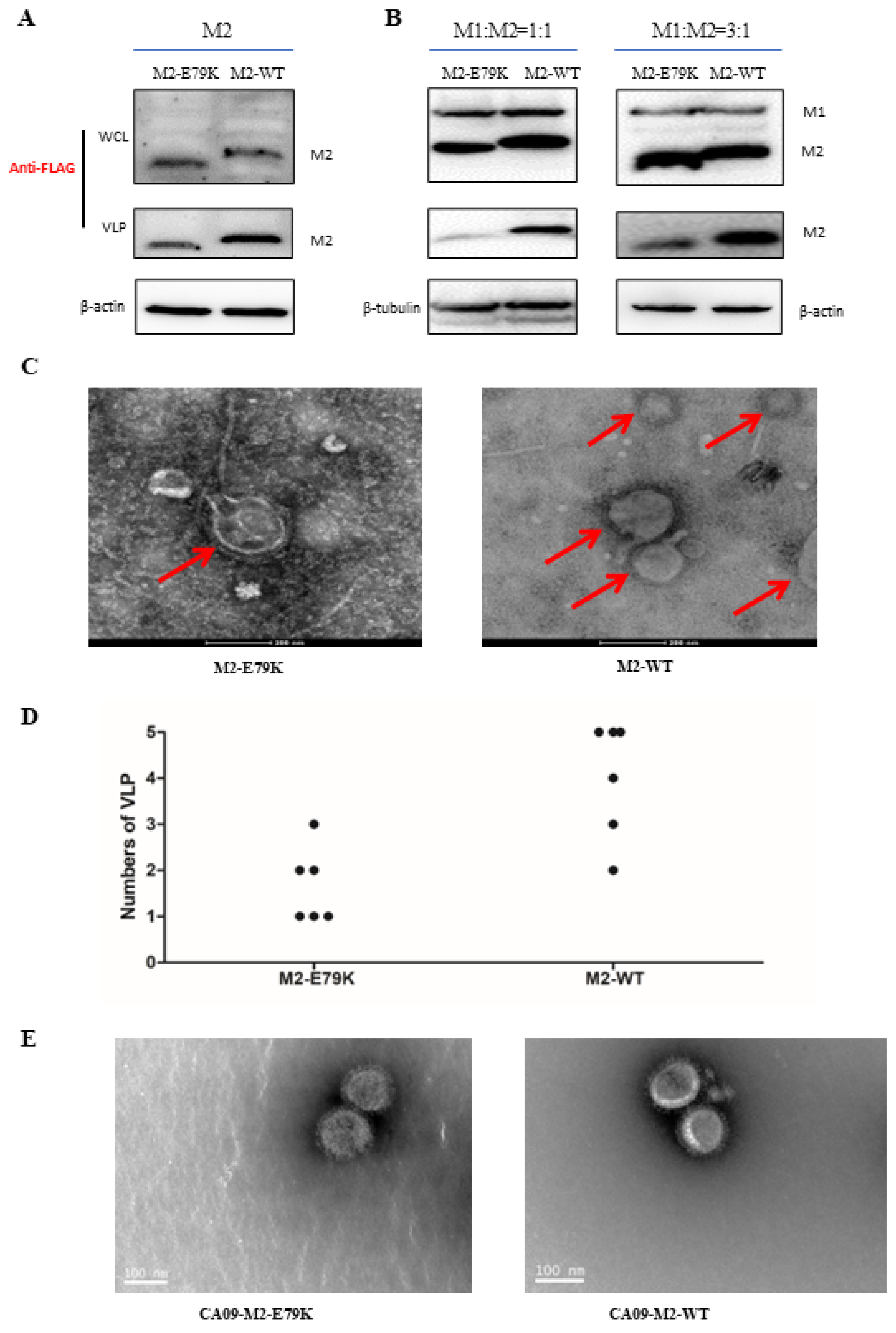 Viruses 15 02365 g004 Viruses 15 02365 g004