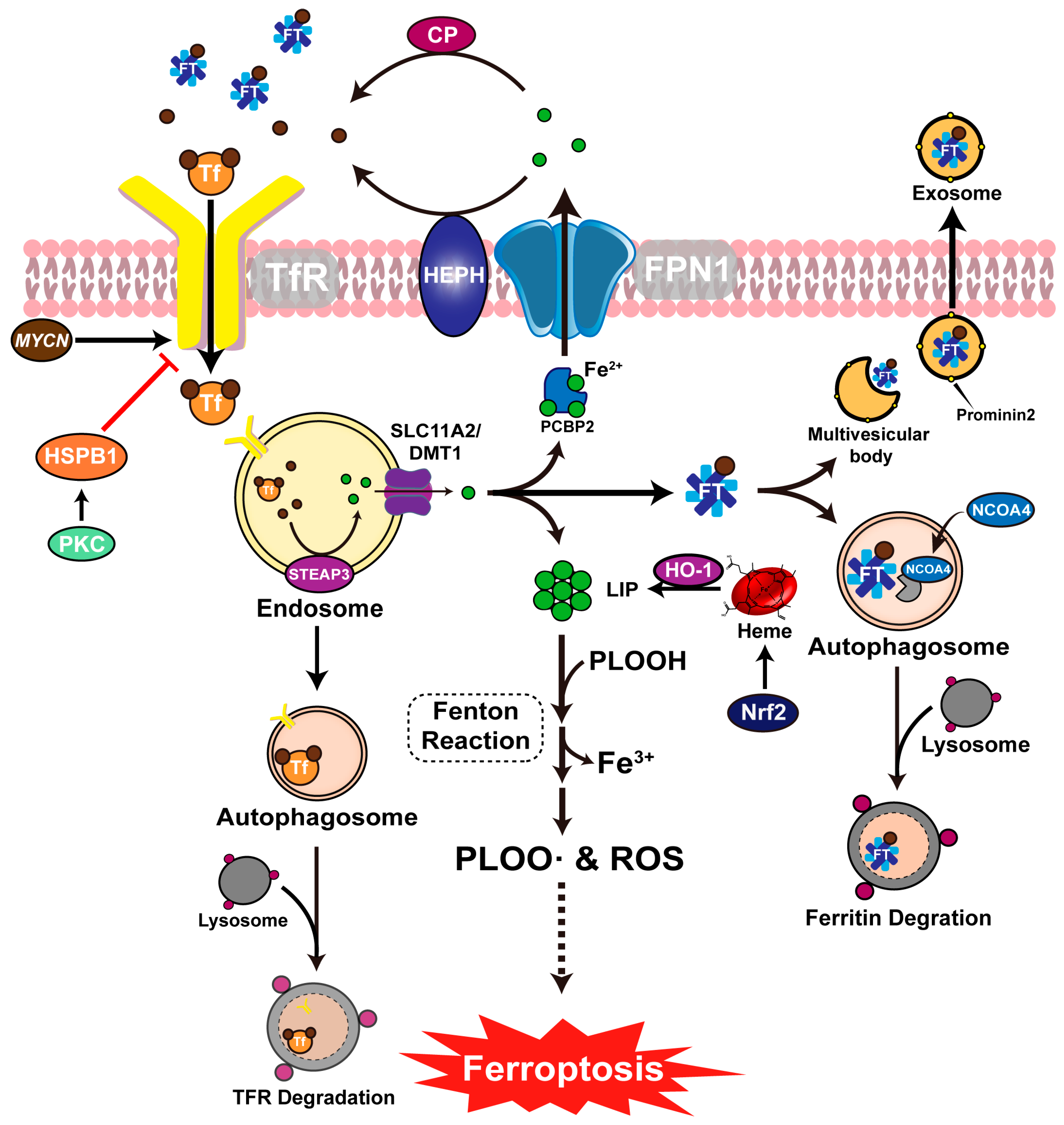Viruses 15 02373 g002