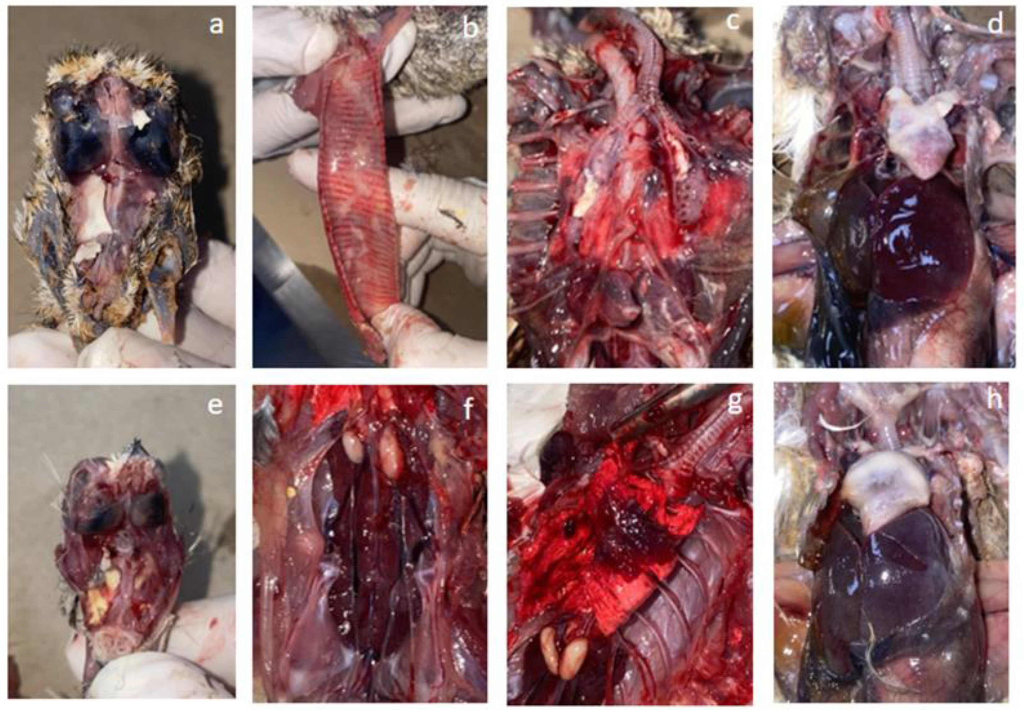 Viruses 15 02374 g002 Viruses 15 02374 g002