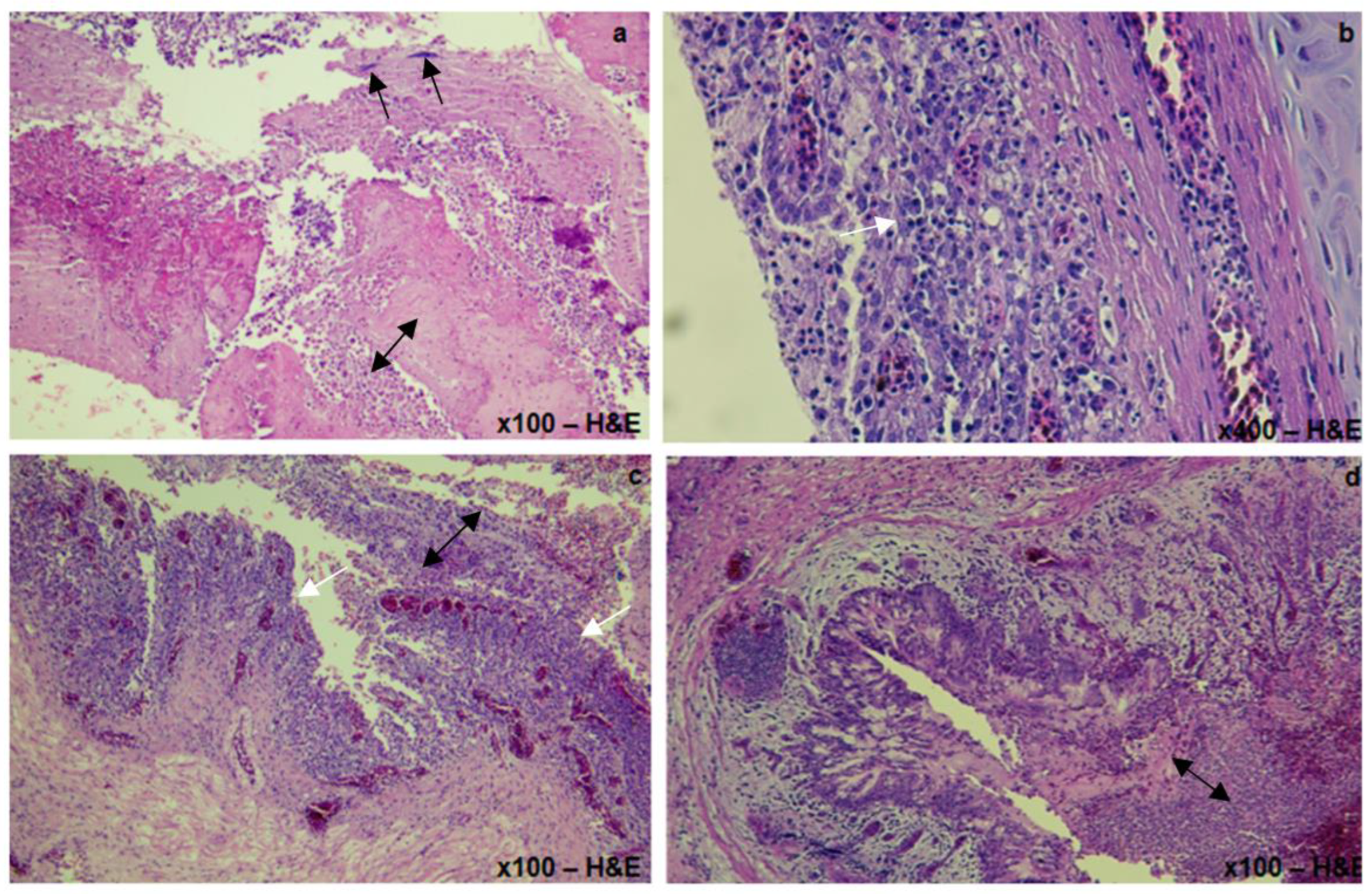 Viruses 15 02374 g003 Viruses 15 02374 g003
