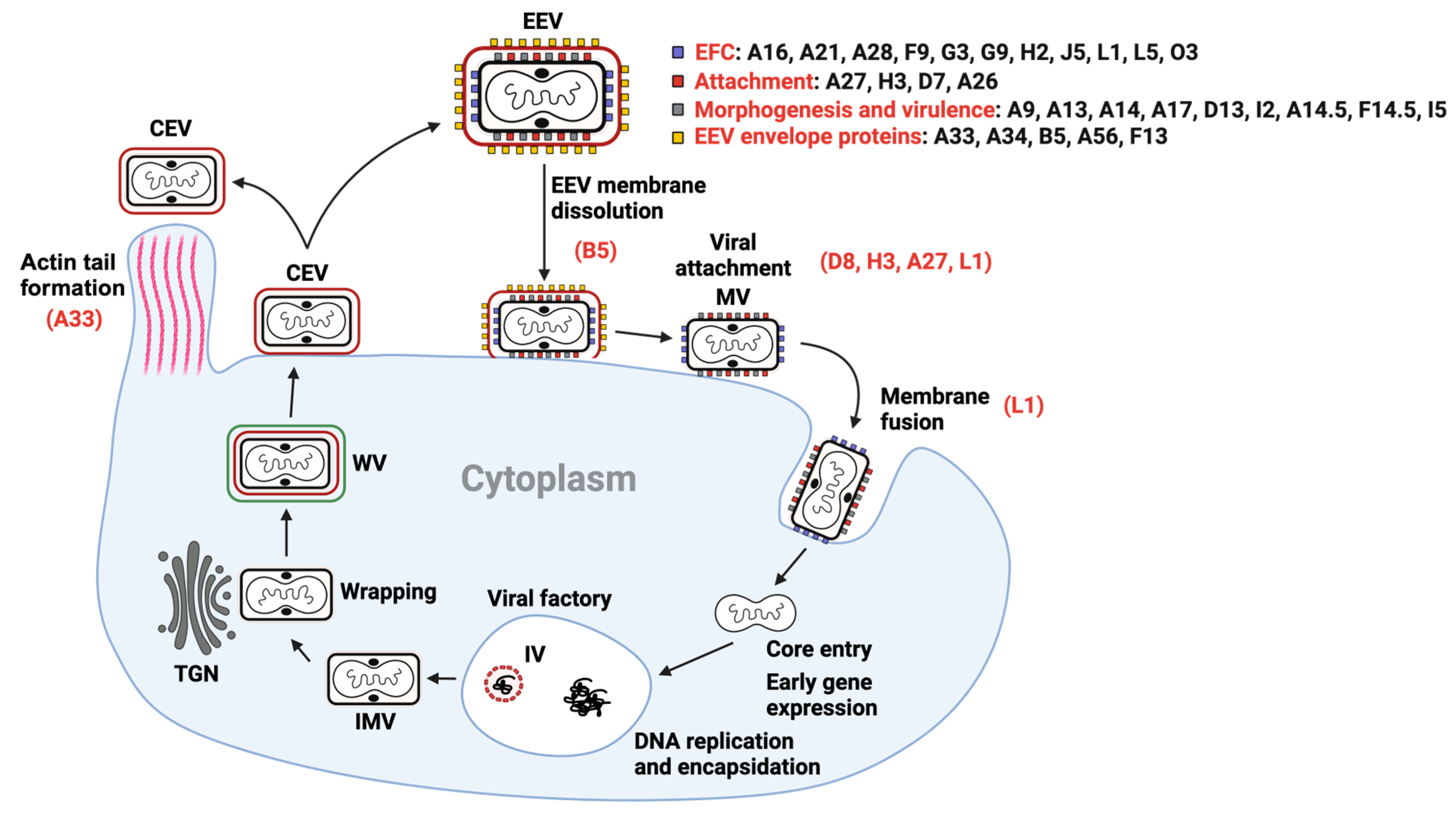 Viruses 15 02396 g001