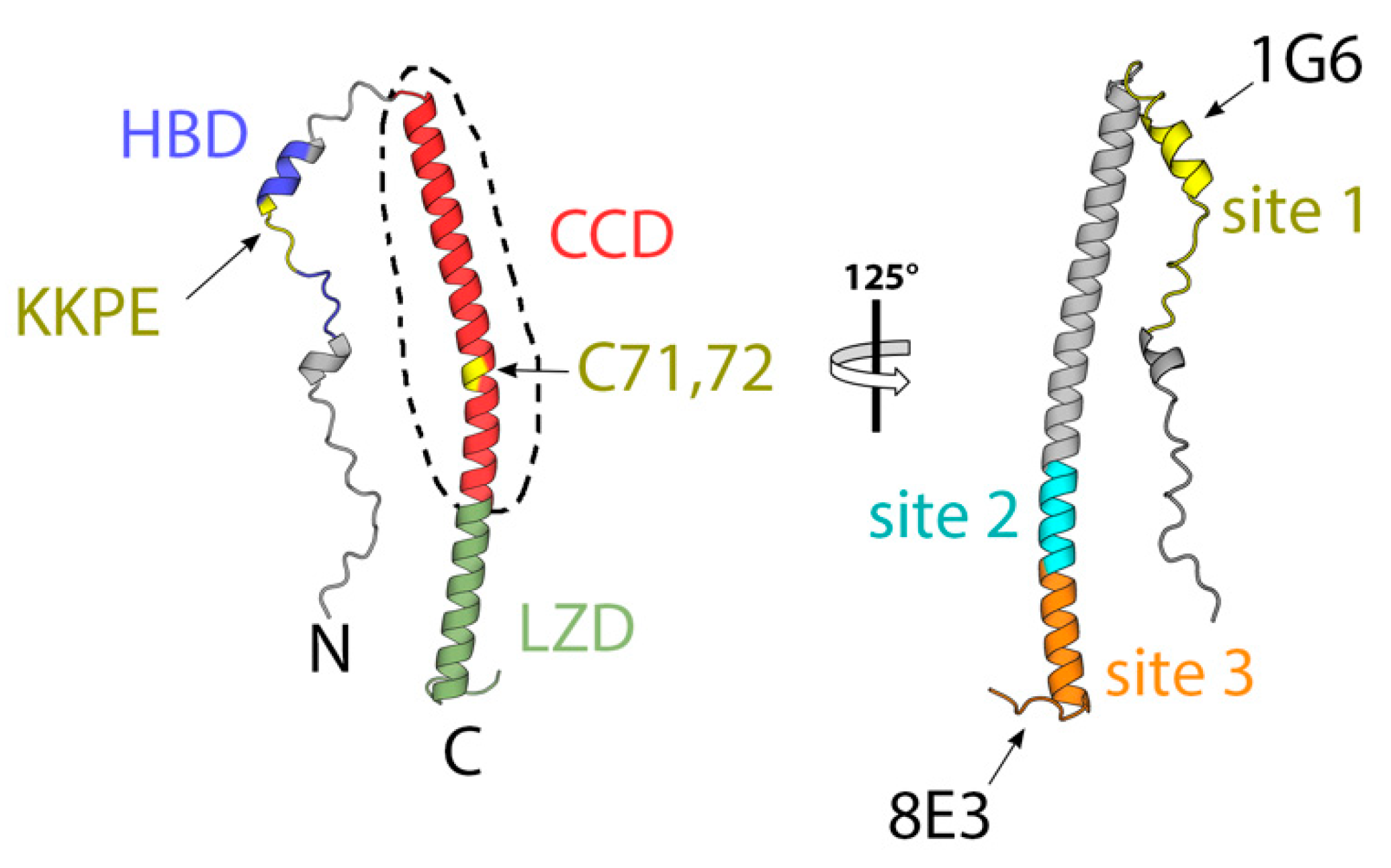 Viruses 15 02396 g004
