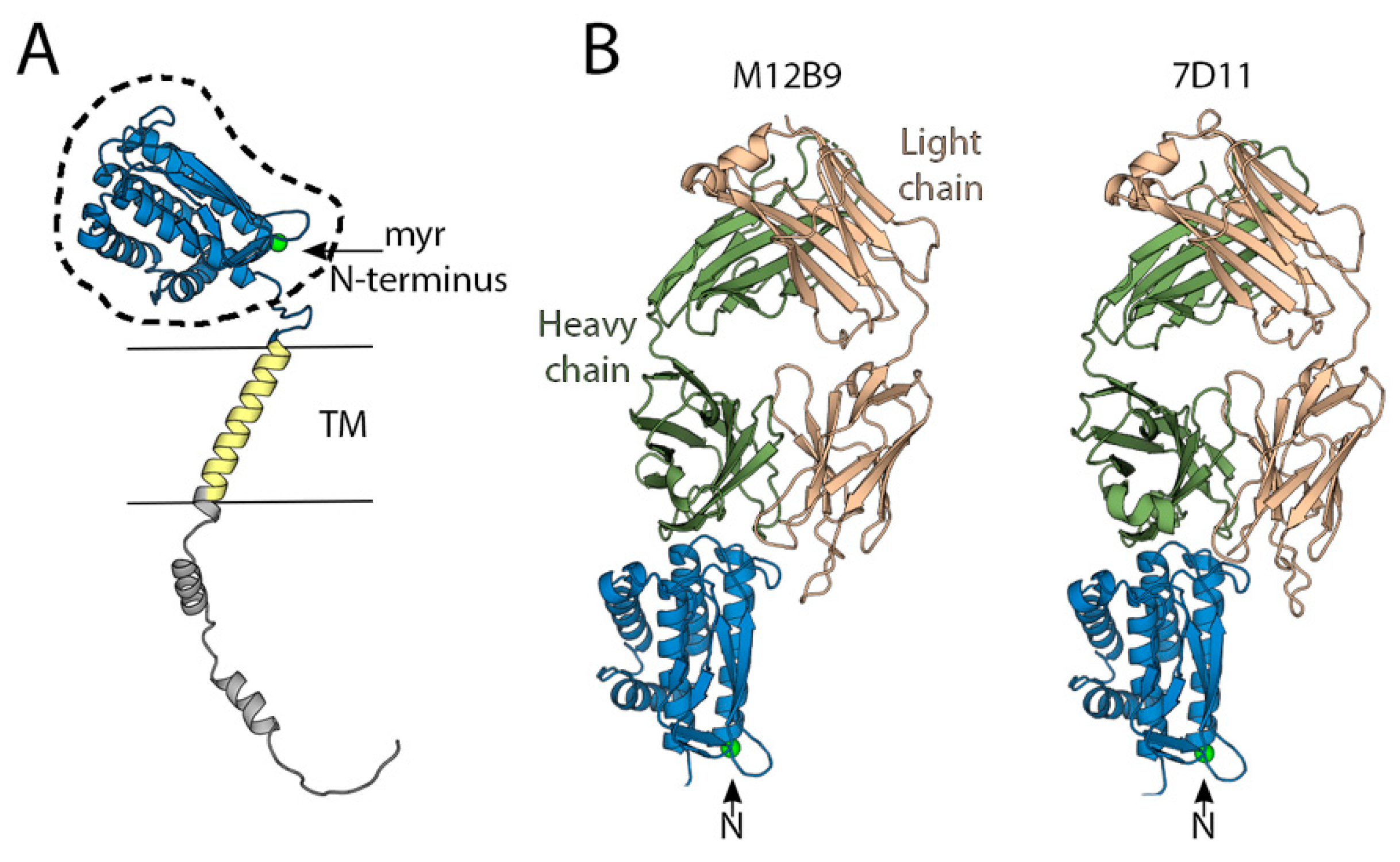 Viruses 15 02396 g005