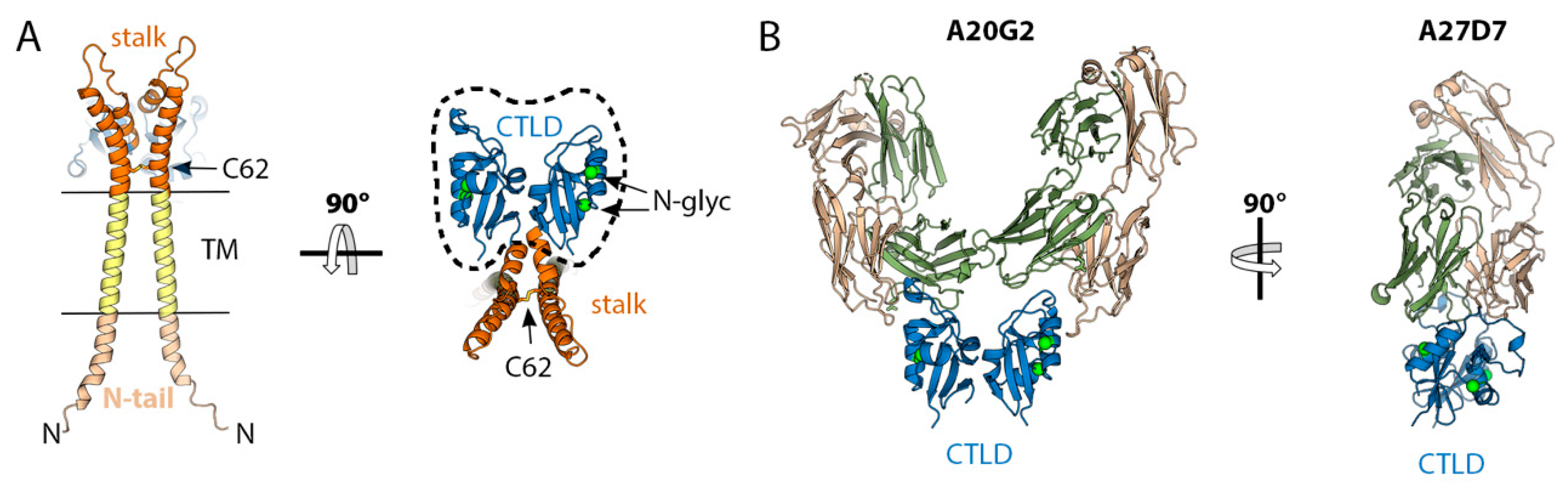 Viruses 15 02396 g007