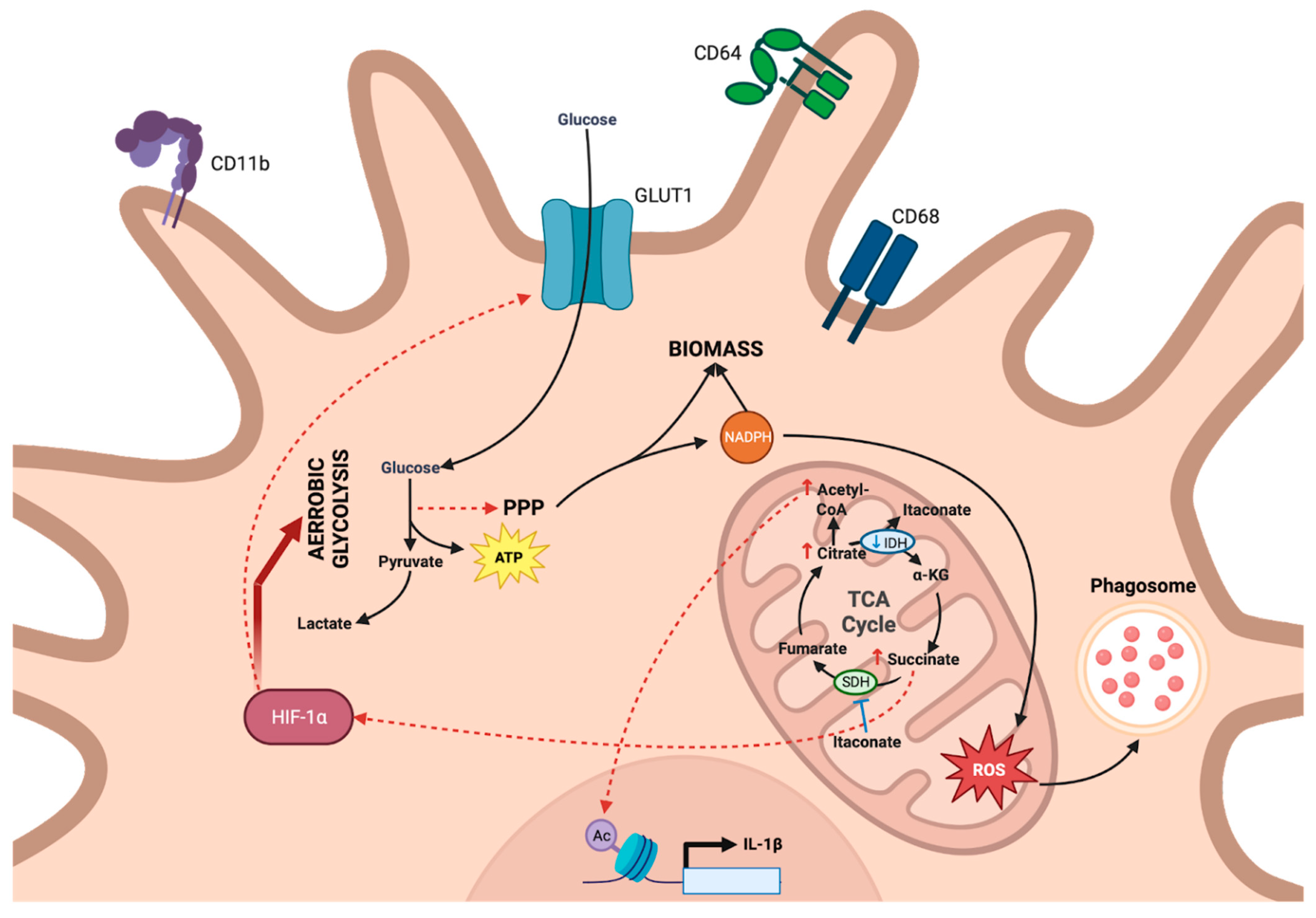 Viruses 15 02399 g002