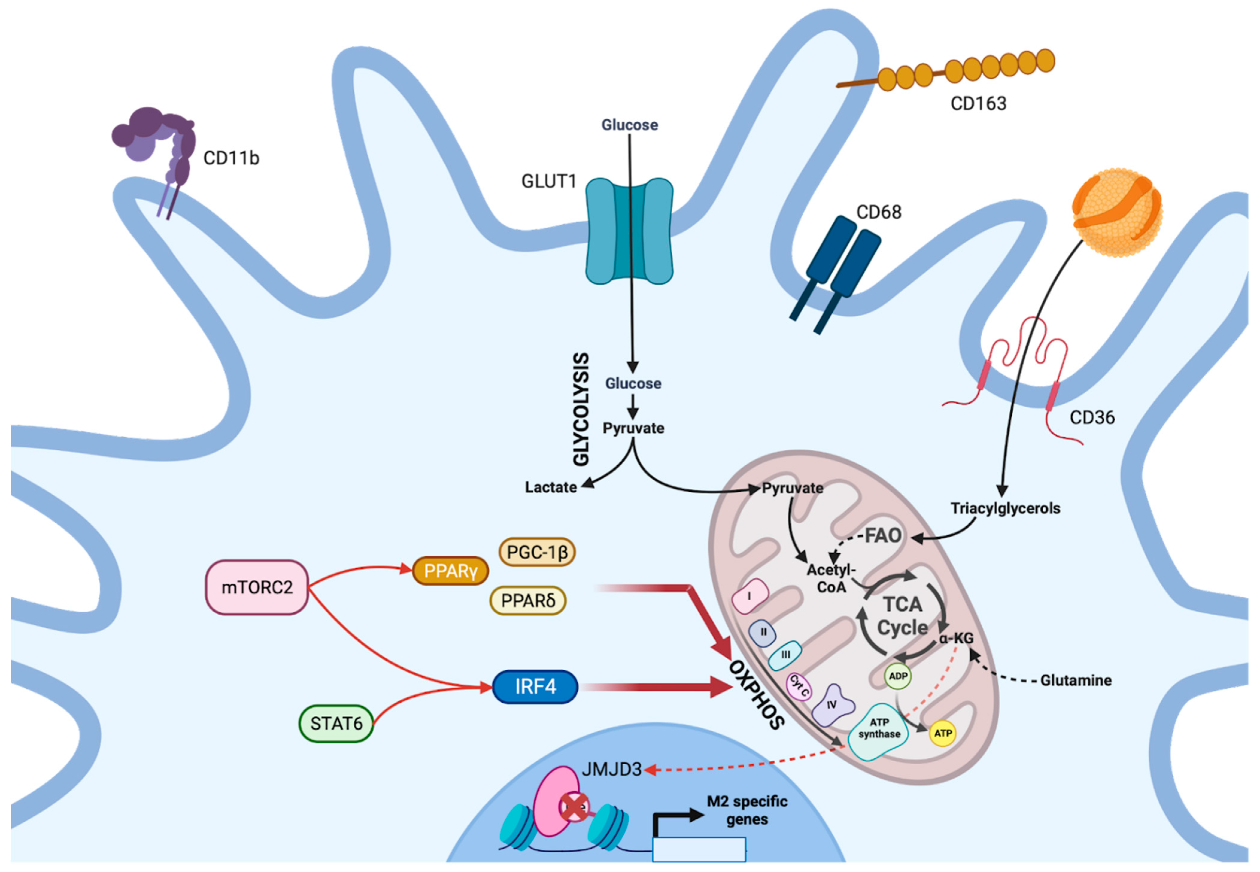 Viruses 15 02399 g003