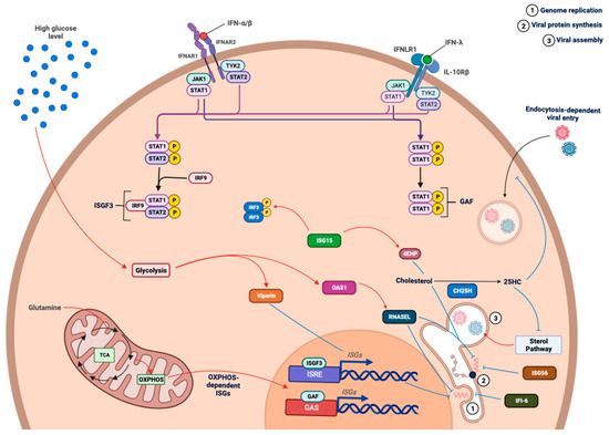 The Influence of Metabolism on Immune Response: A Journey to Understand ...