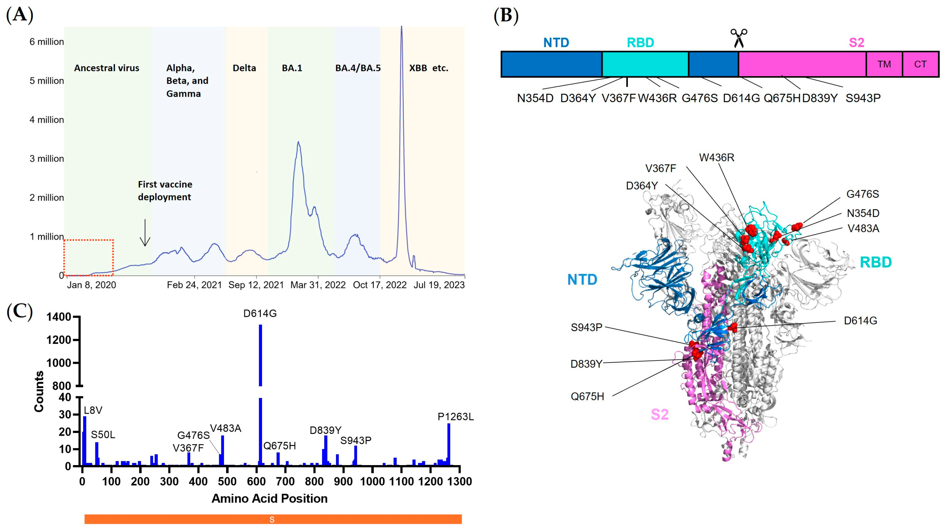 Viruses 15 02401 g001