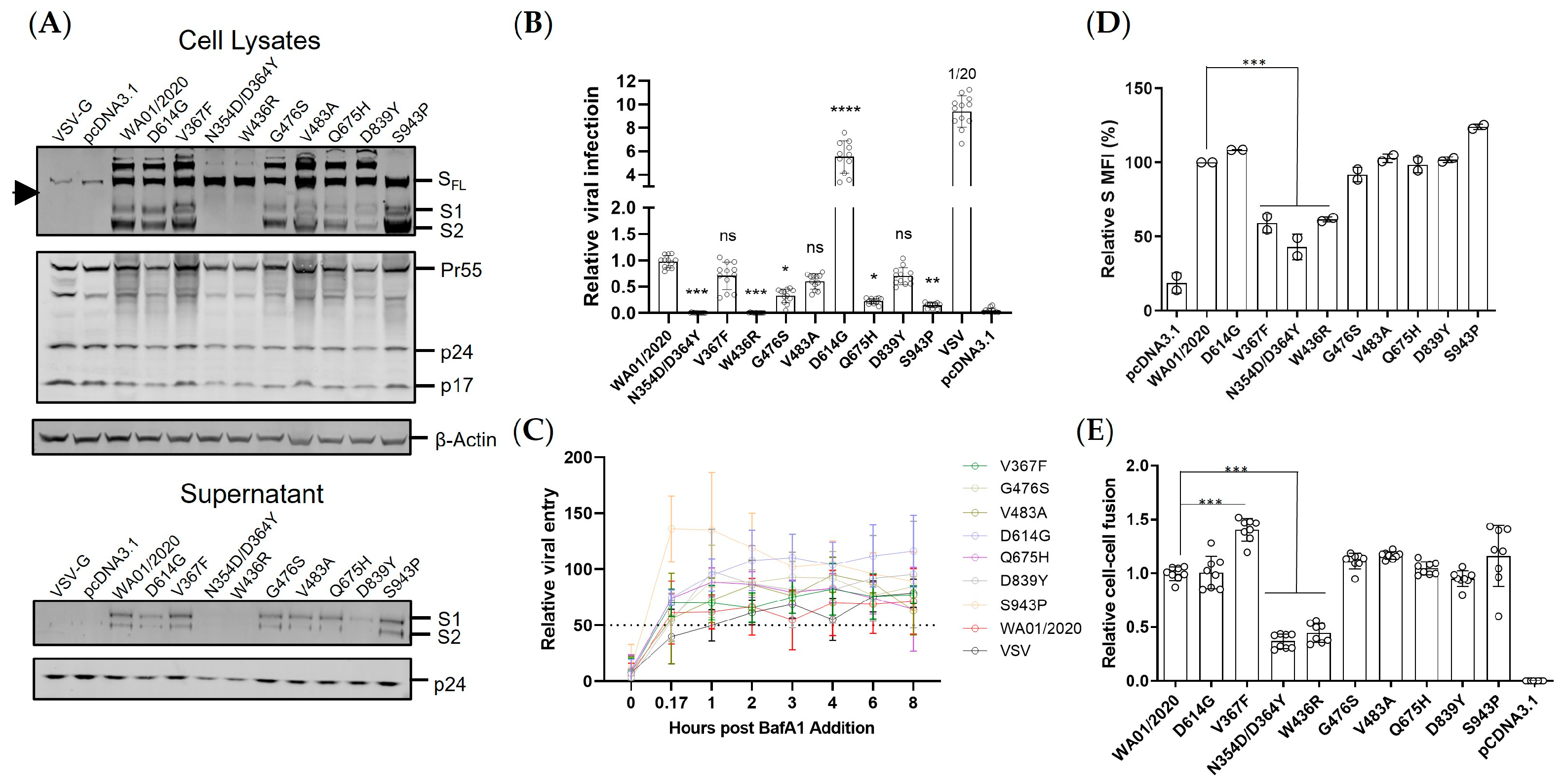 Viruses 15 02401 g002