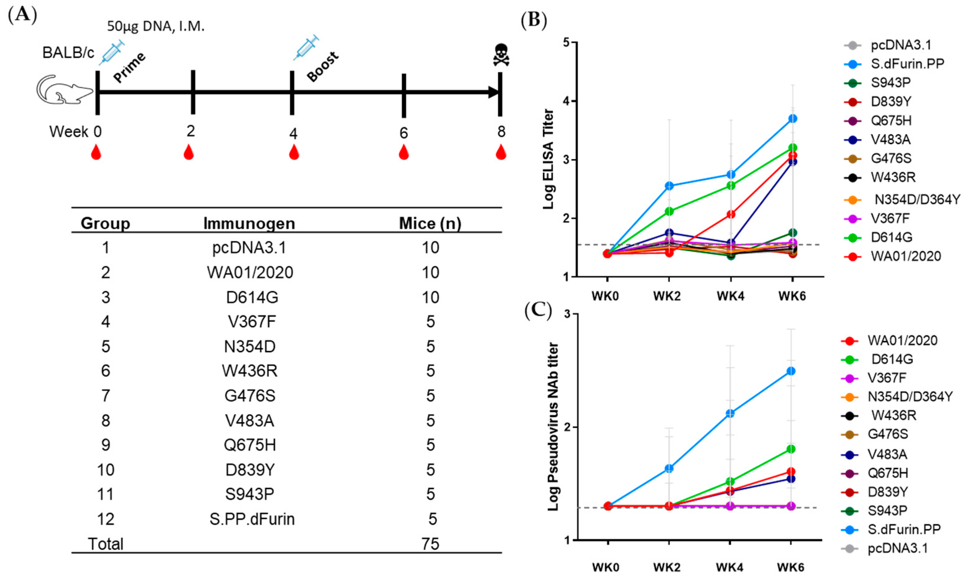 Viruses 15 02401 g004