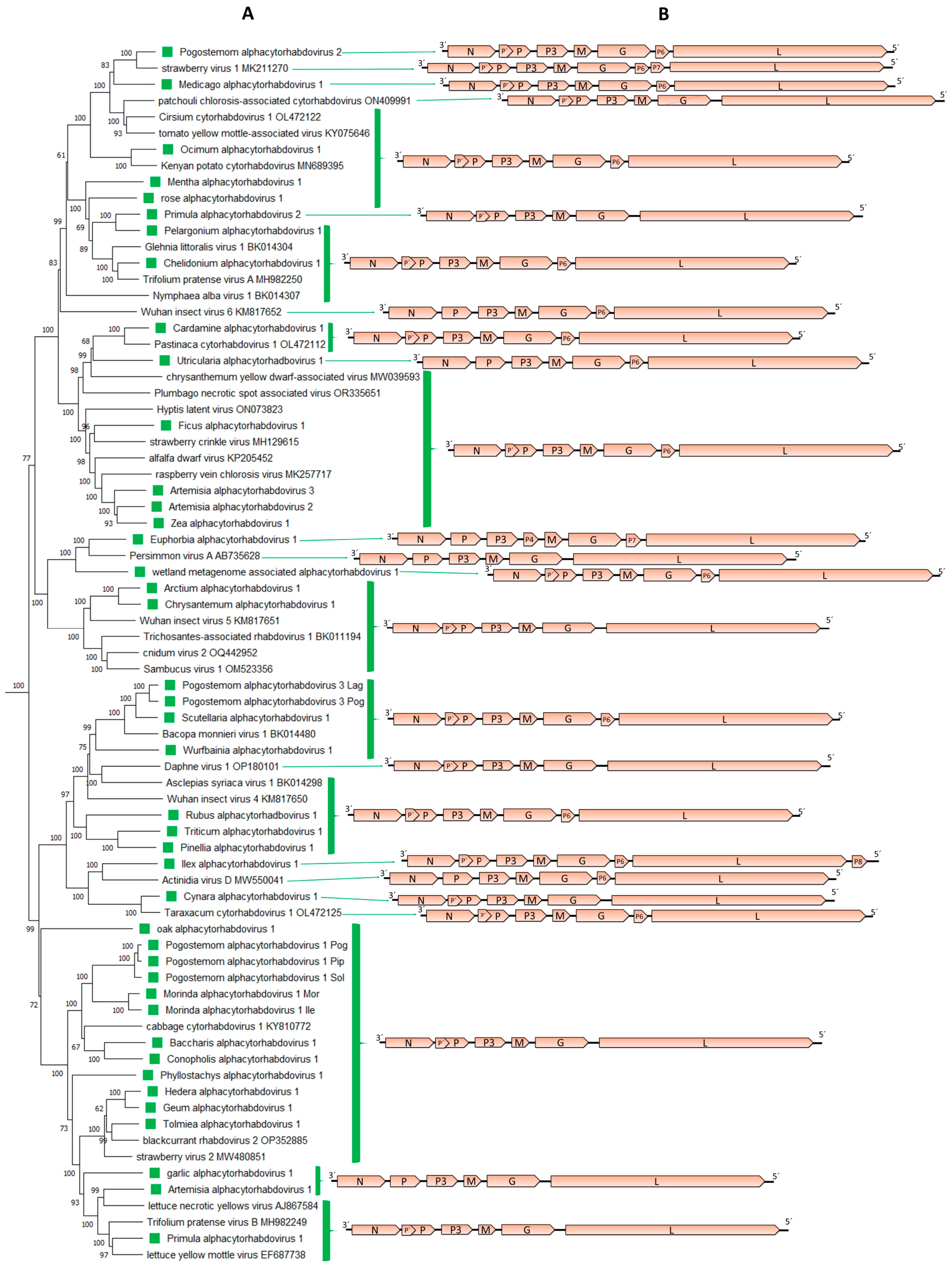 Viruses 15 02402 g002