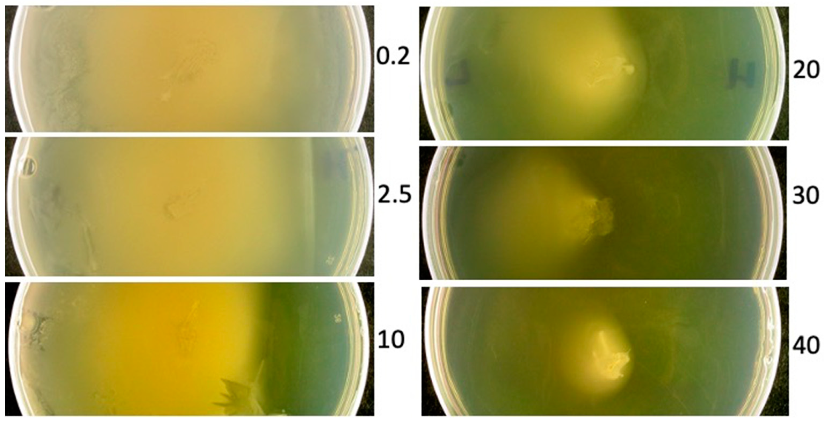 Viruses 15 02409 g001