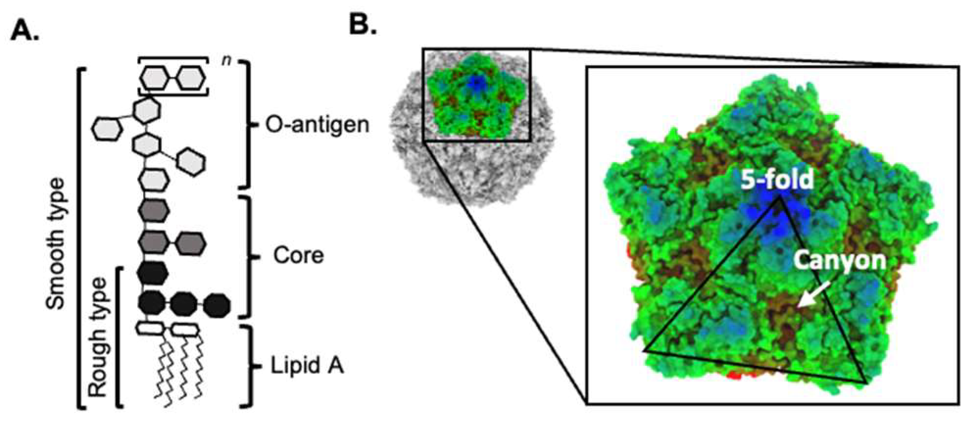 Full article: Intestinal mucin-type O-glycans: the major players in the  host-bacteria-rotavirus interactions