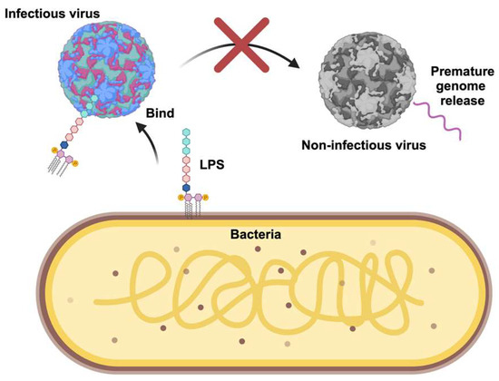 Viral–Bacterial Interactions That Impact Viral Thermostability and