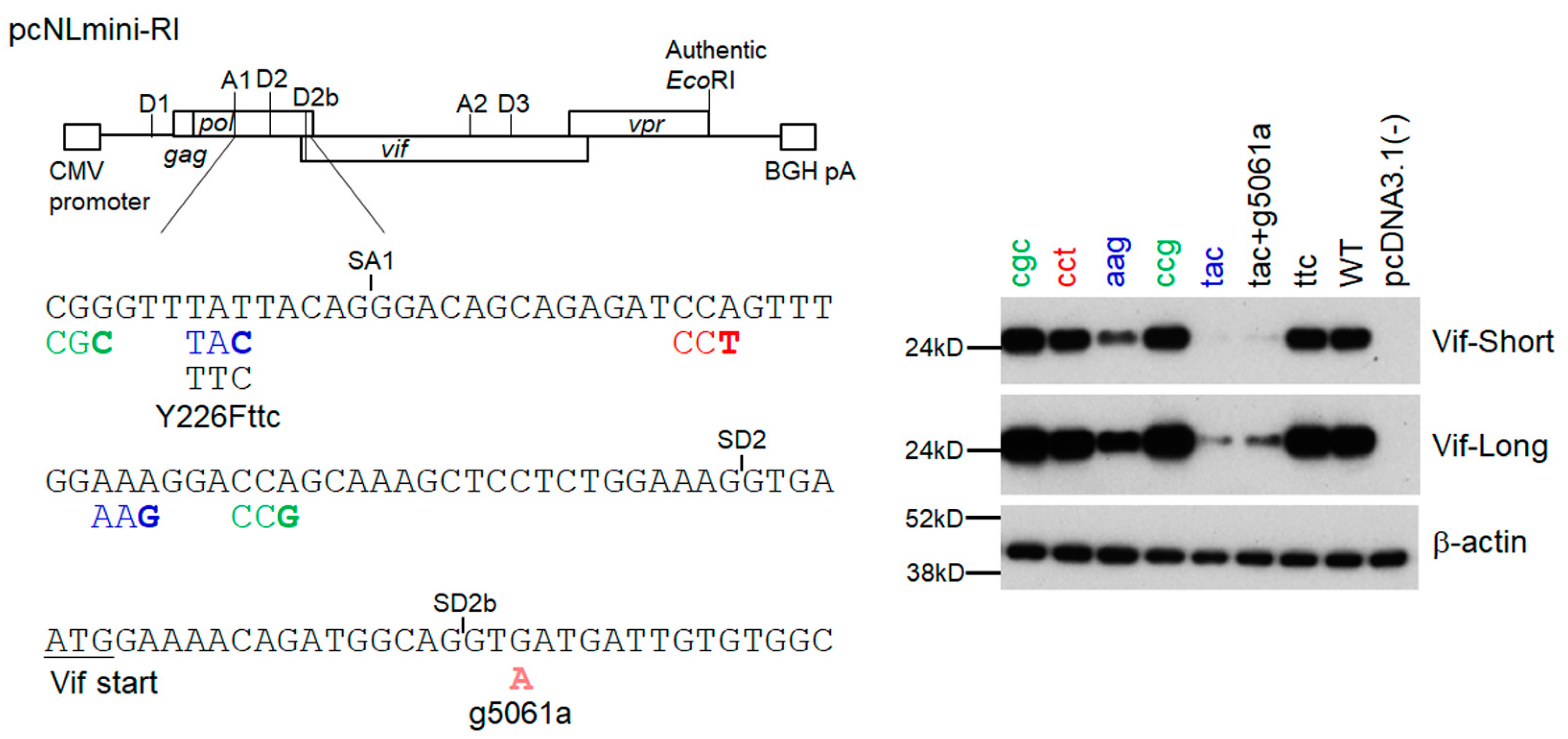 Viruses 15 02424 g008