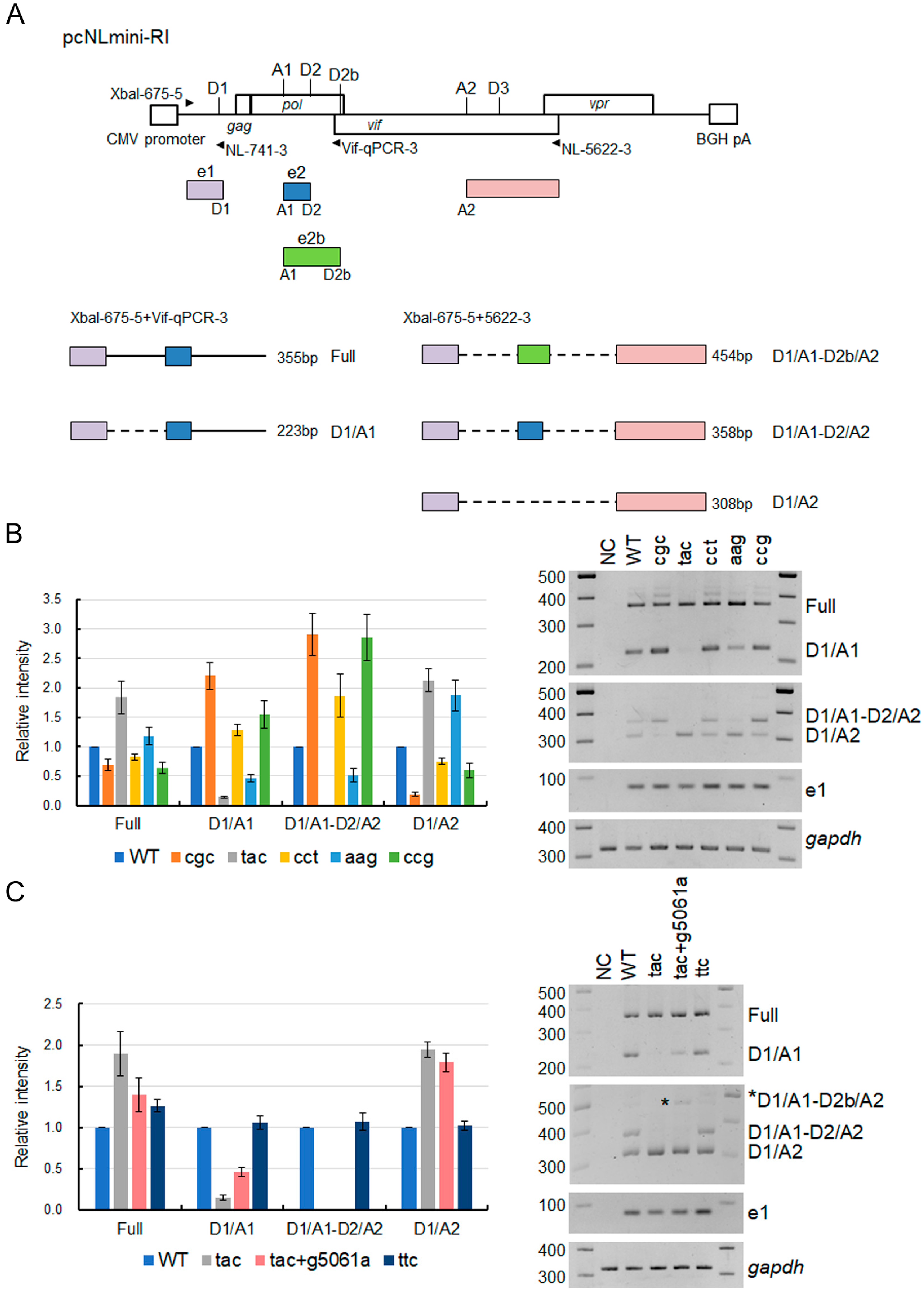 Viruses 15 02424 g009