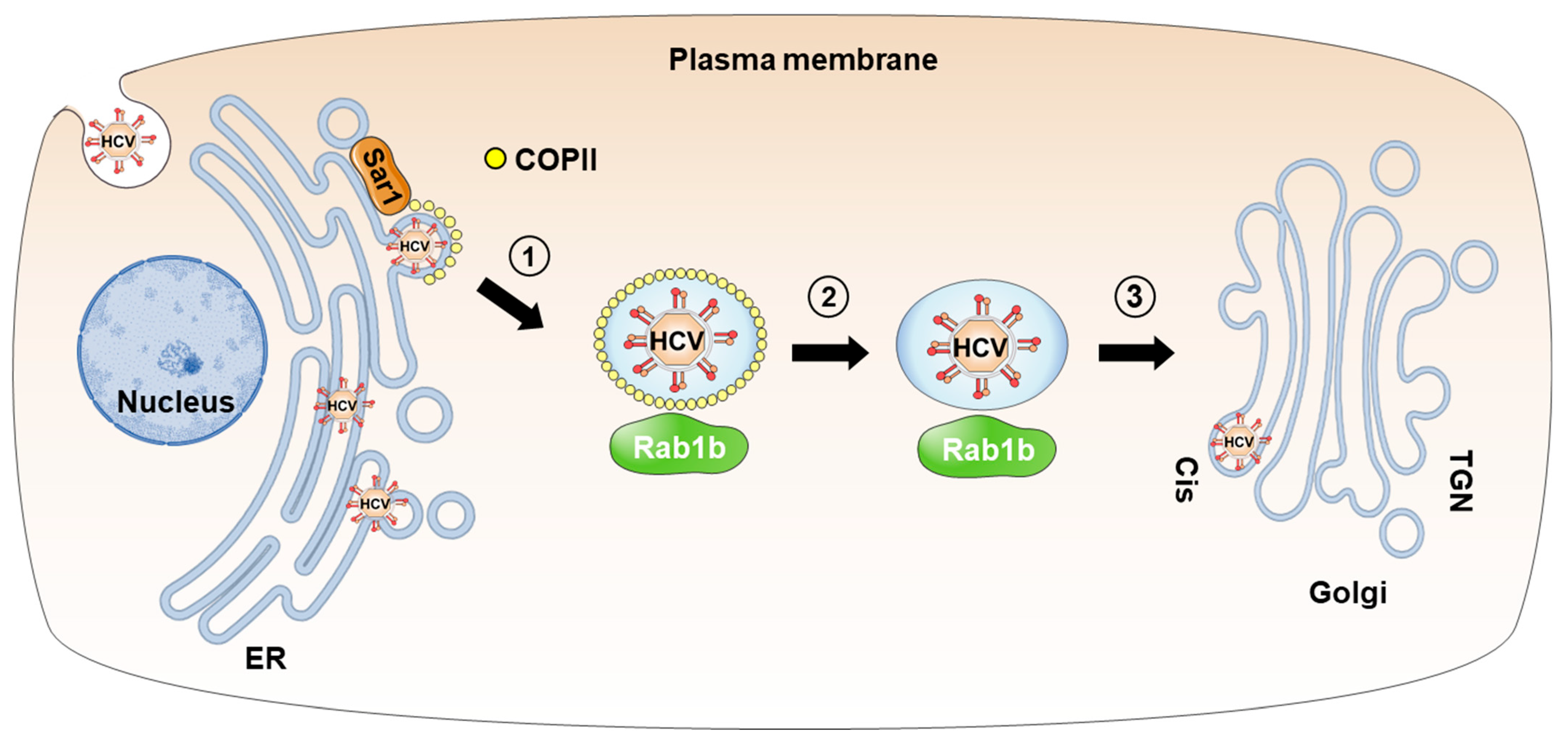 Viruses 15 02430 g001