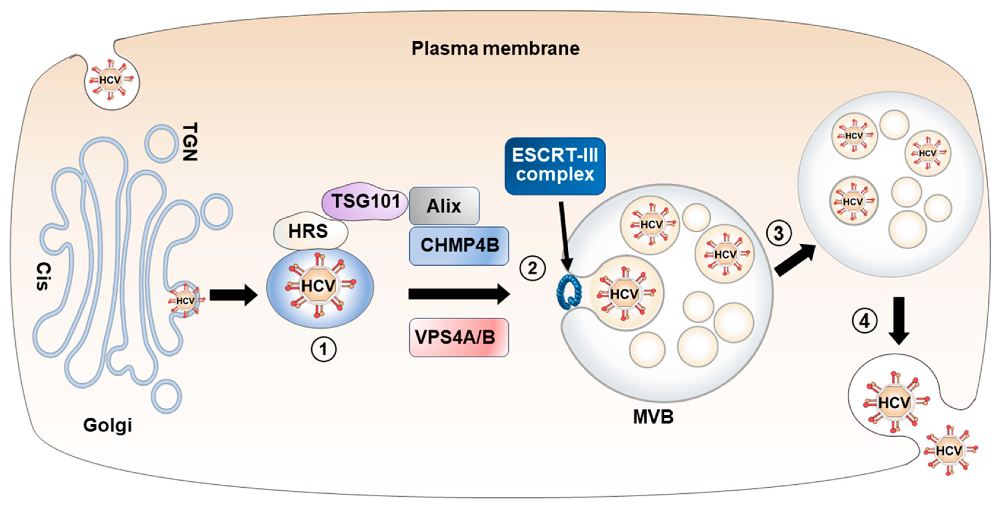 Viruses 15 02430 g003