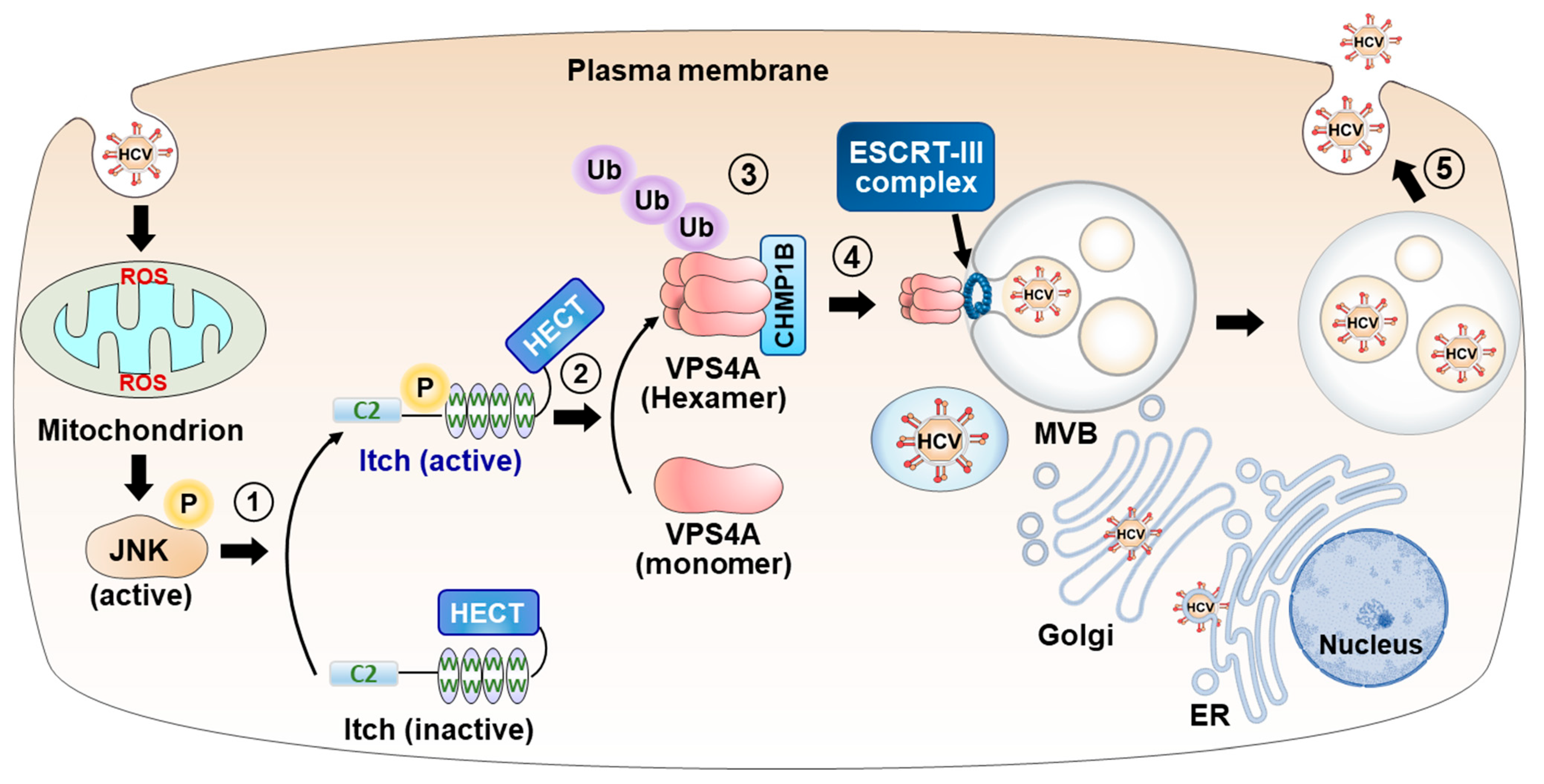 Viruses 15 02430 g004