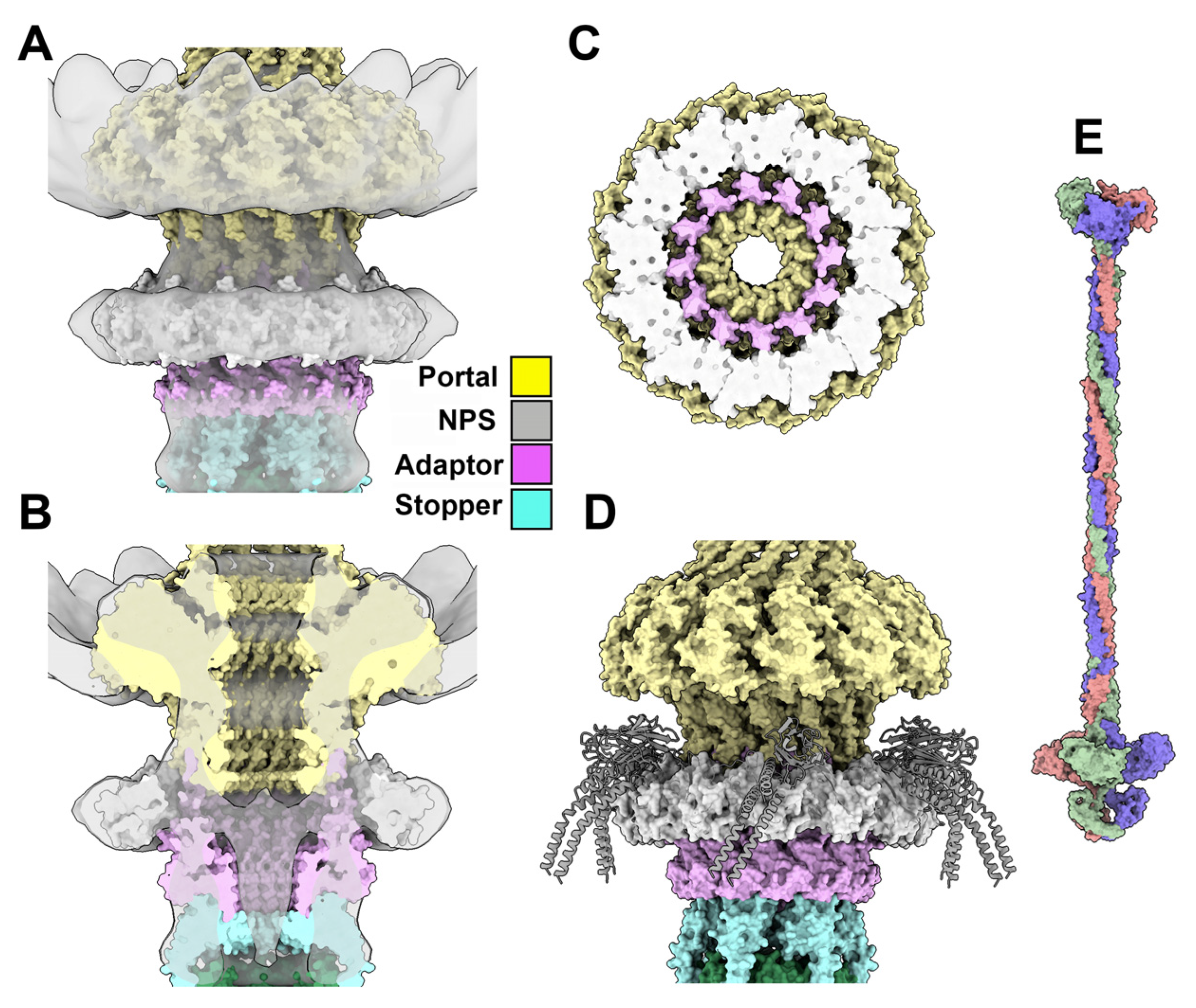 Viruses 15 02440 g006 Viruses 15 02440 g006